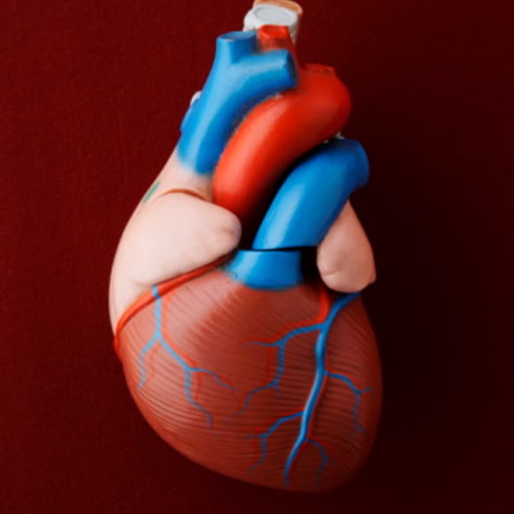 medical-model-heart
