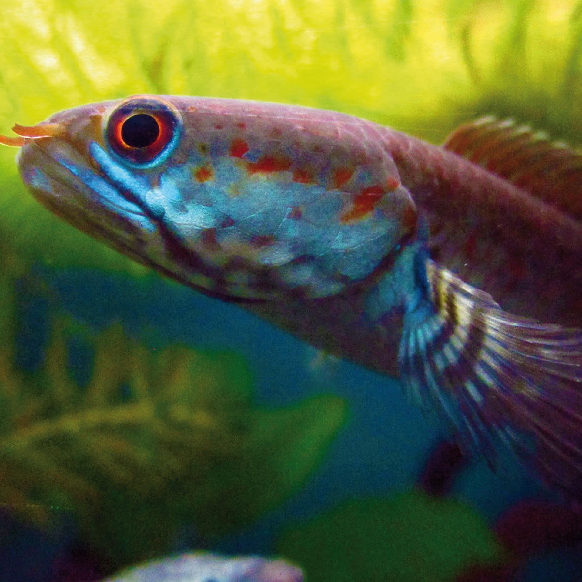 Dwarf Snakehead Fish