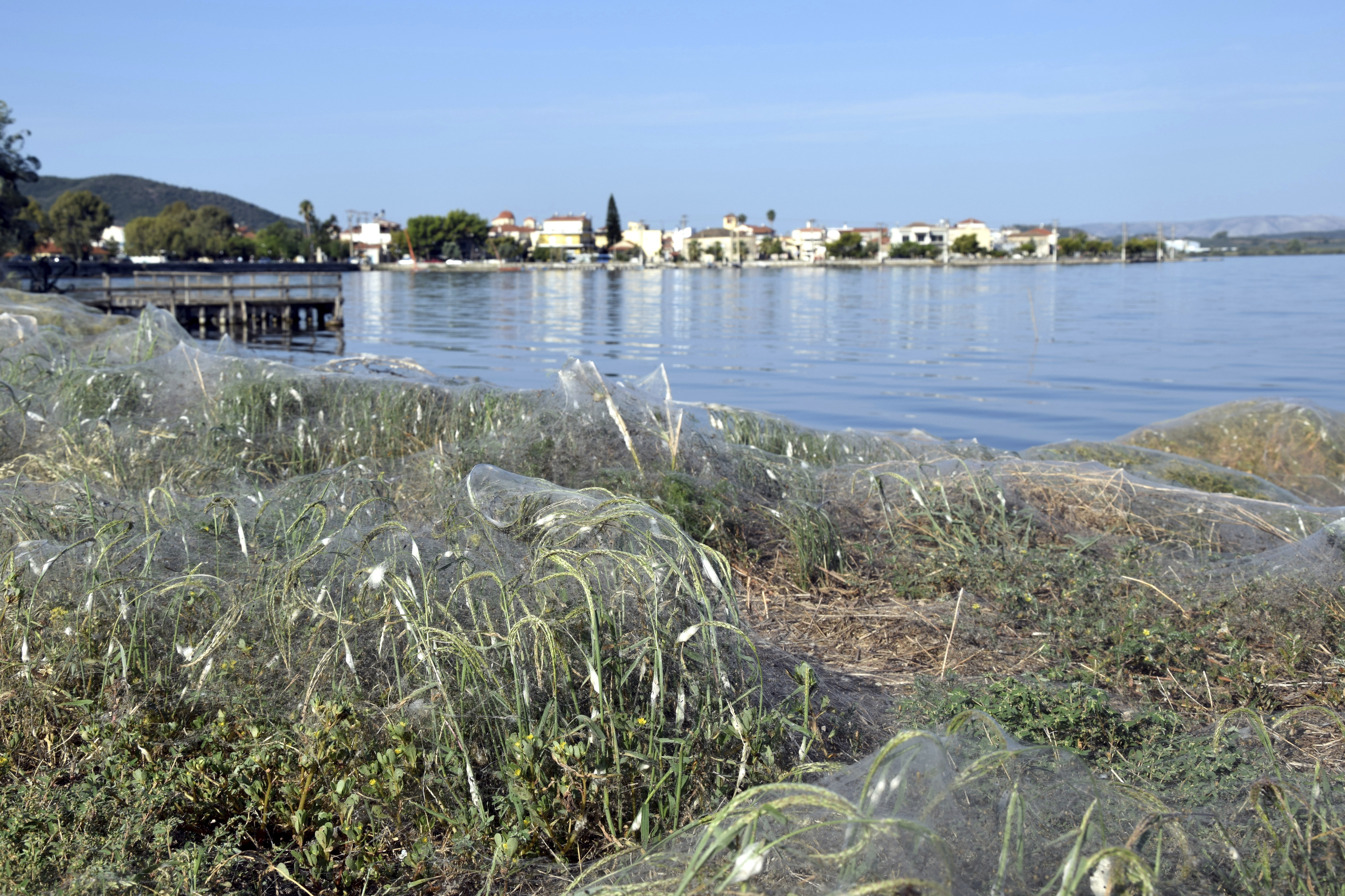 Greece Giant Web
