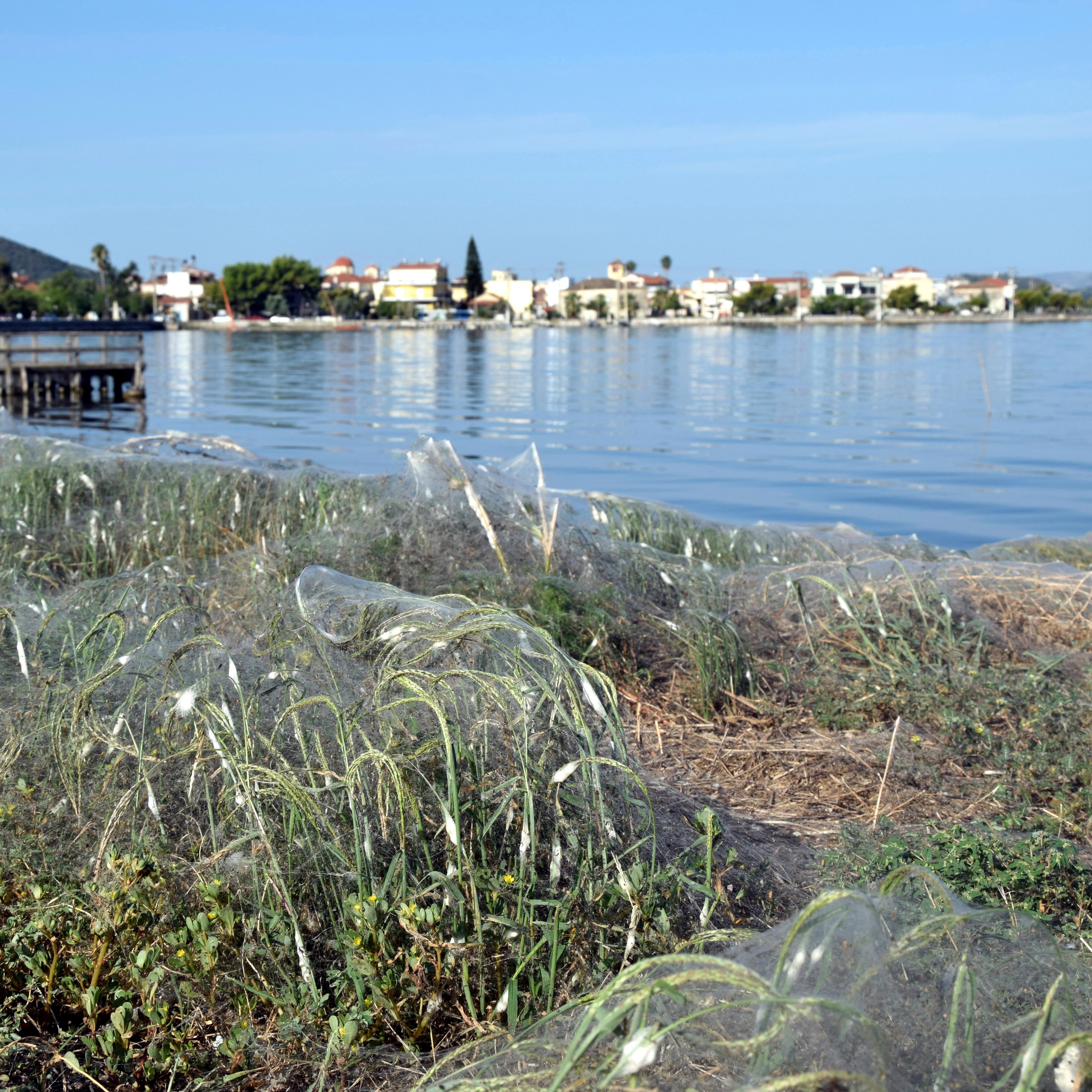 Greece Giant Web