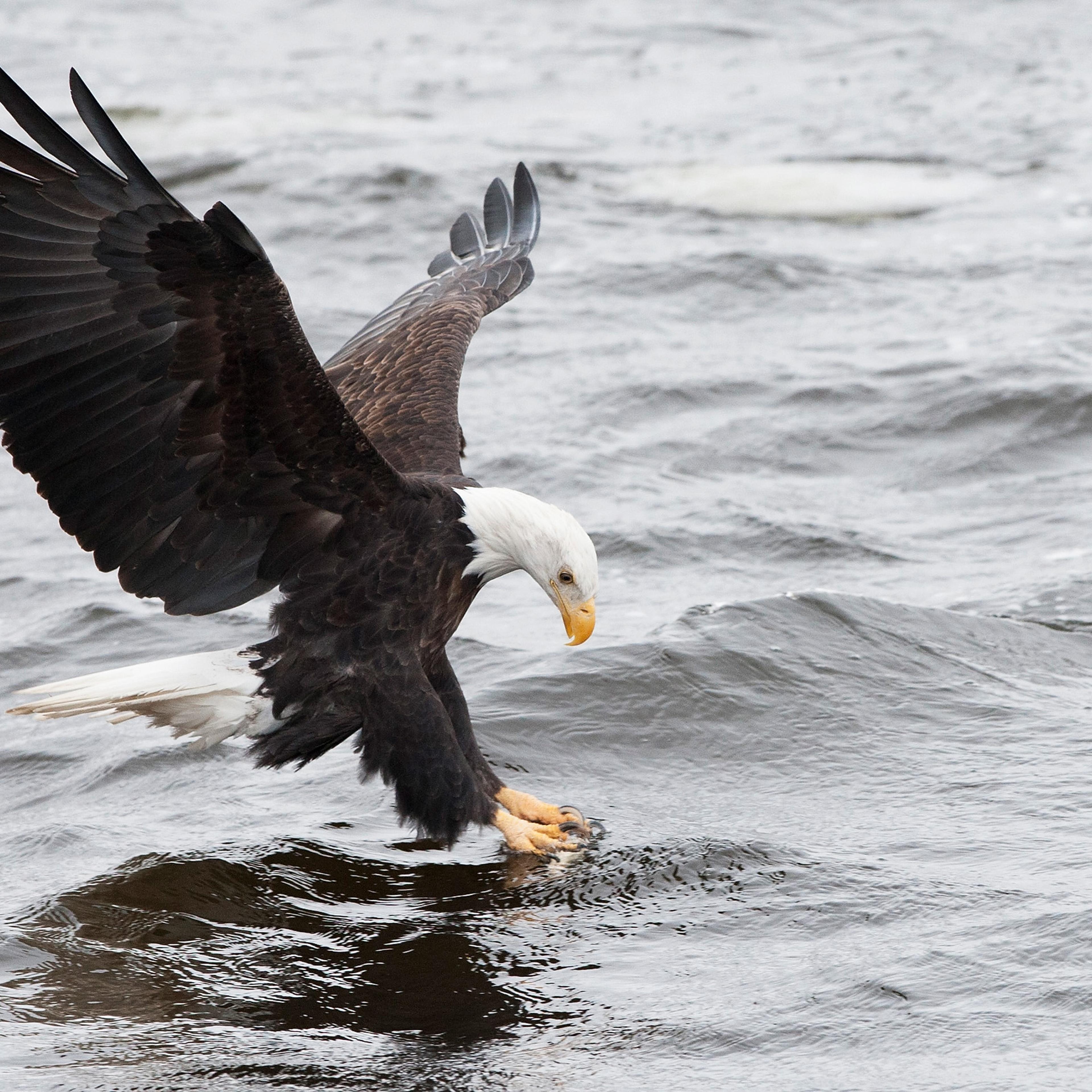 Bald Eagles Fishing Along The Mississippi River