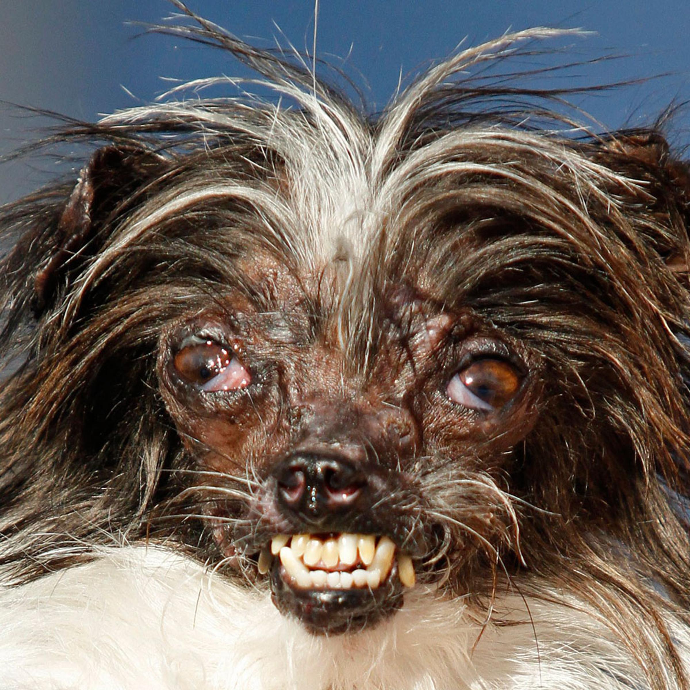 APTOPIX World's Ugliest Dog
