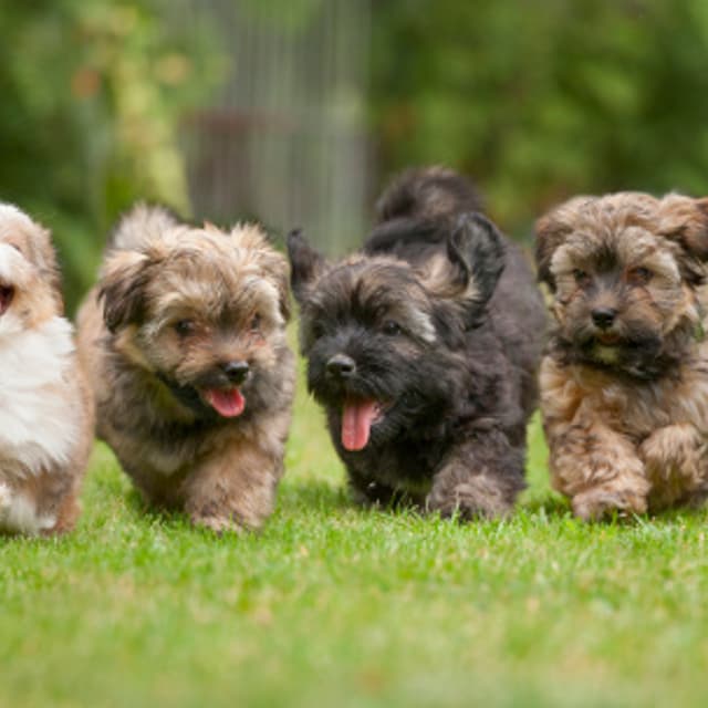 Six running Havanese puppies
