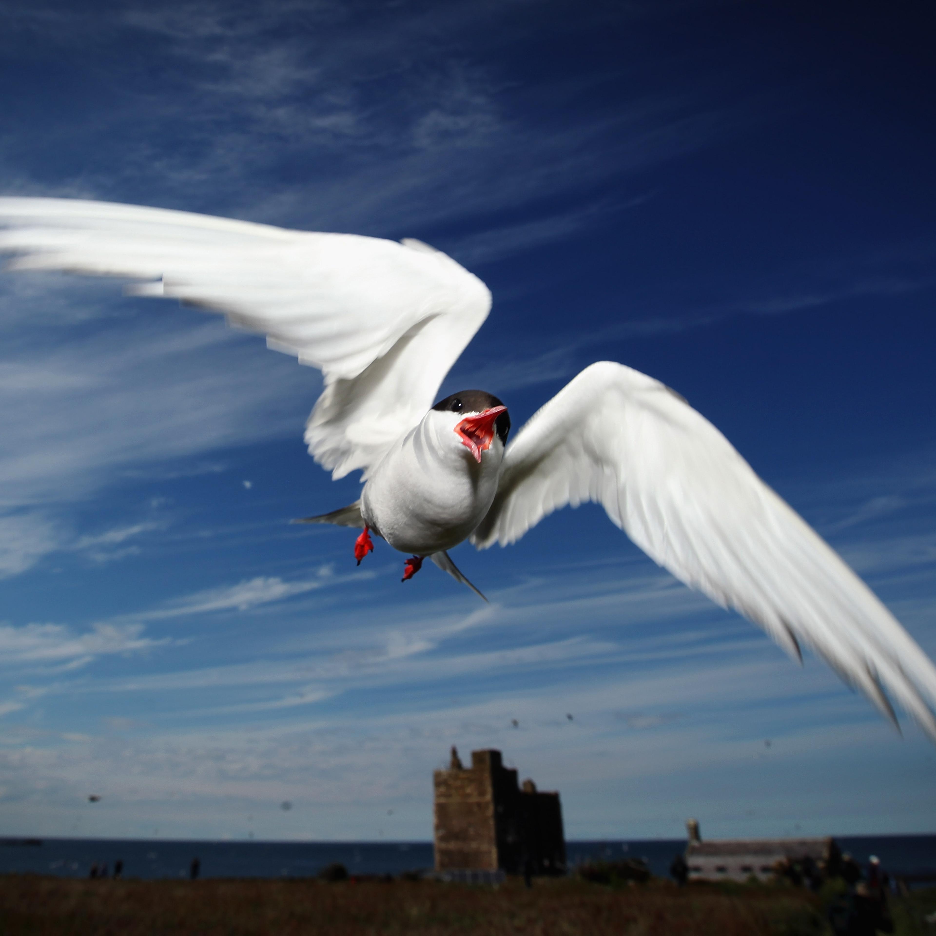 Visitors Enjoy The Wildlife At The Farne Islands