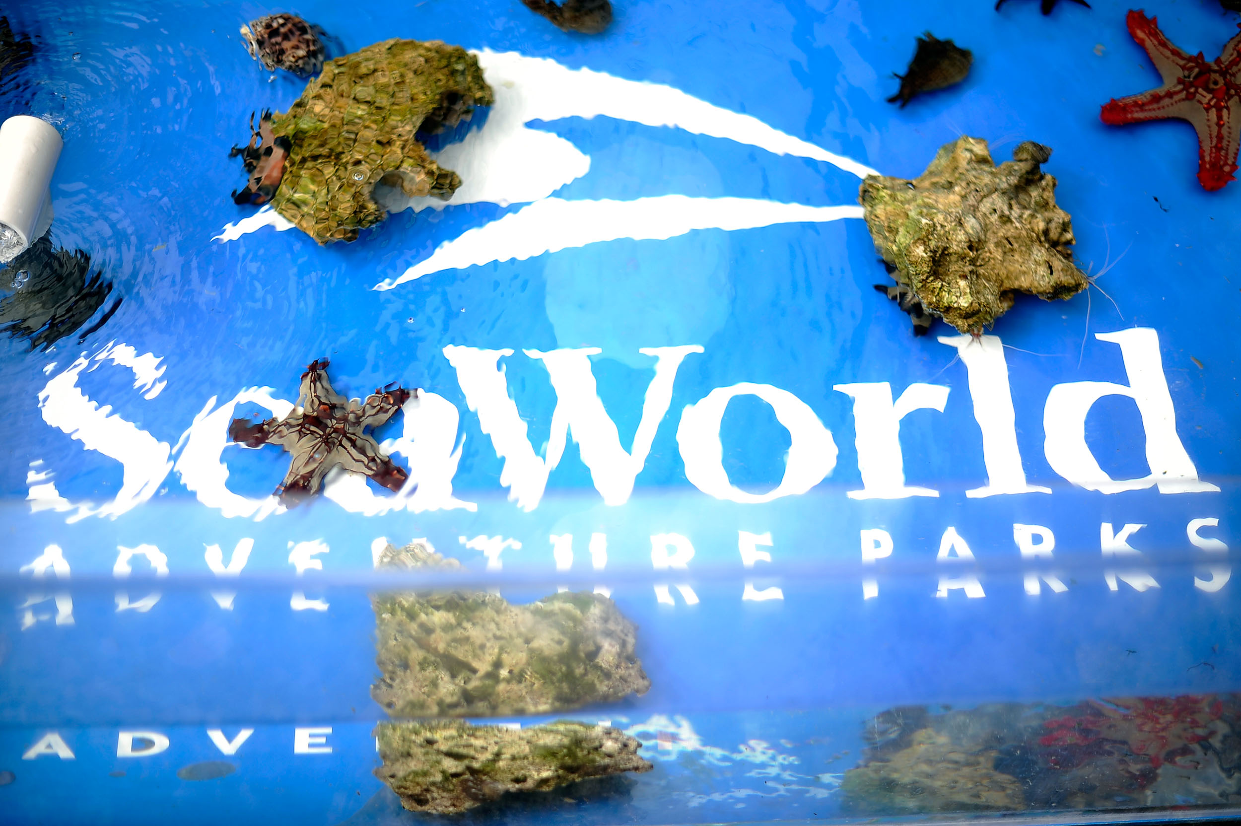 Premiere Of Sea World San Diego's "Turtle: The Incredible Journey"