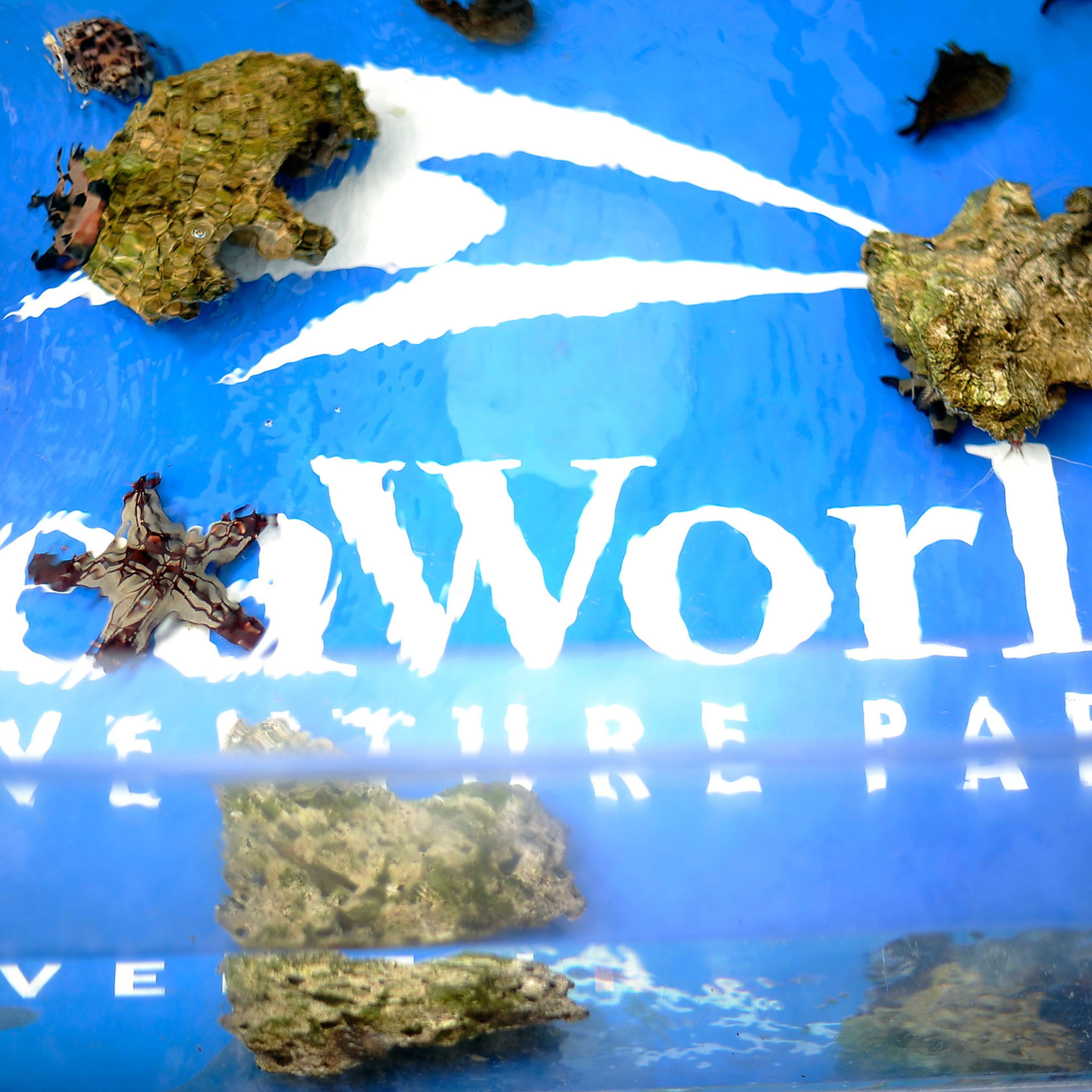 Premiere Of Sea World San Diego's "Turtle: The Incredible Journey"