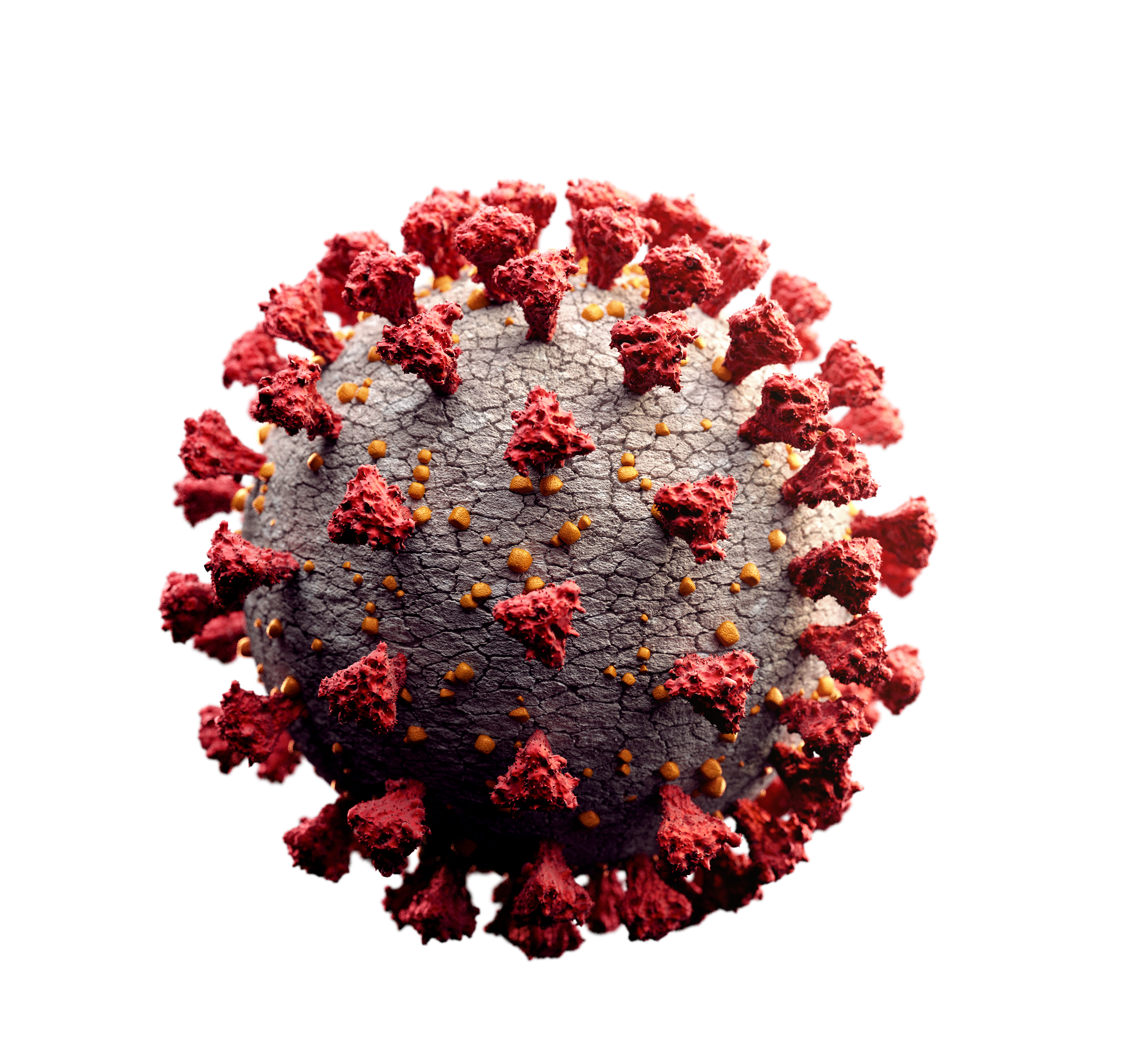 Corona virus whole on white background