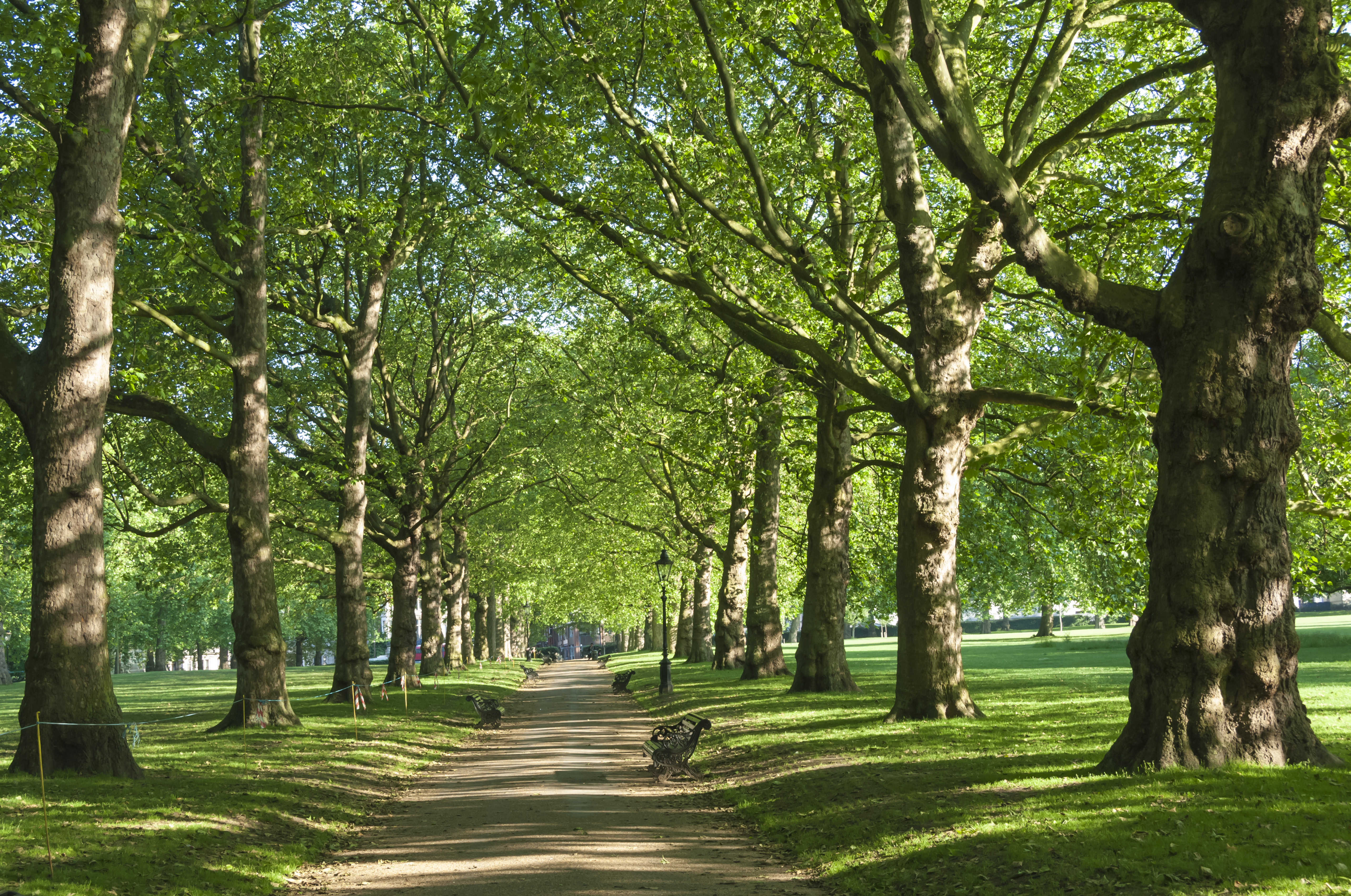 Avenue of trees in Green Park, London, England, United Kingdom, Europe