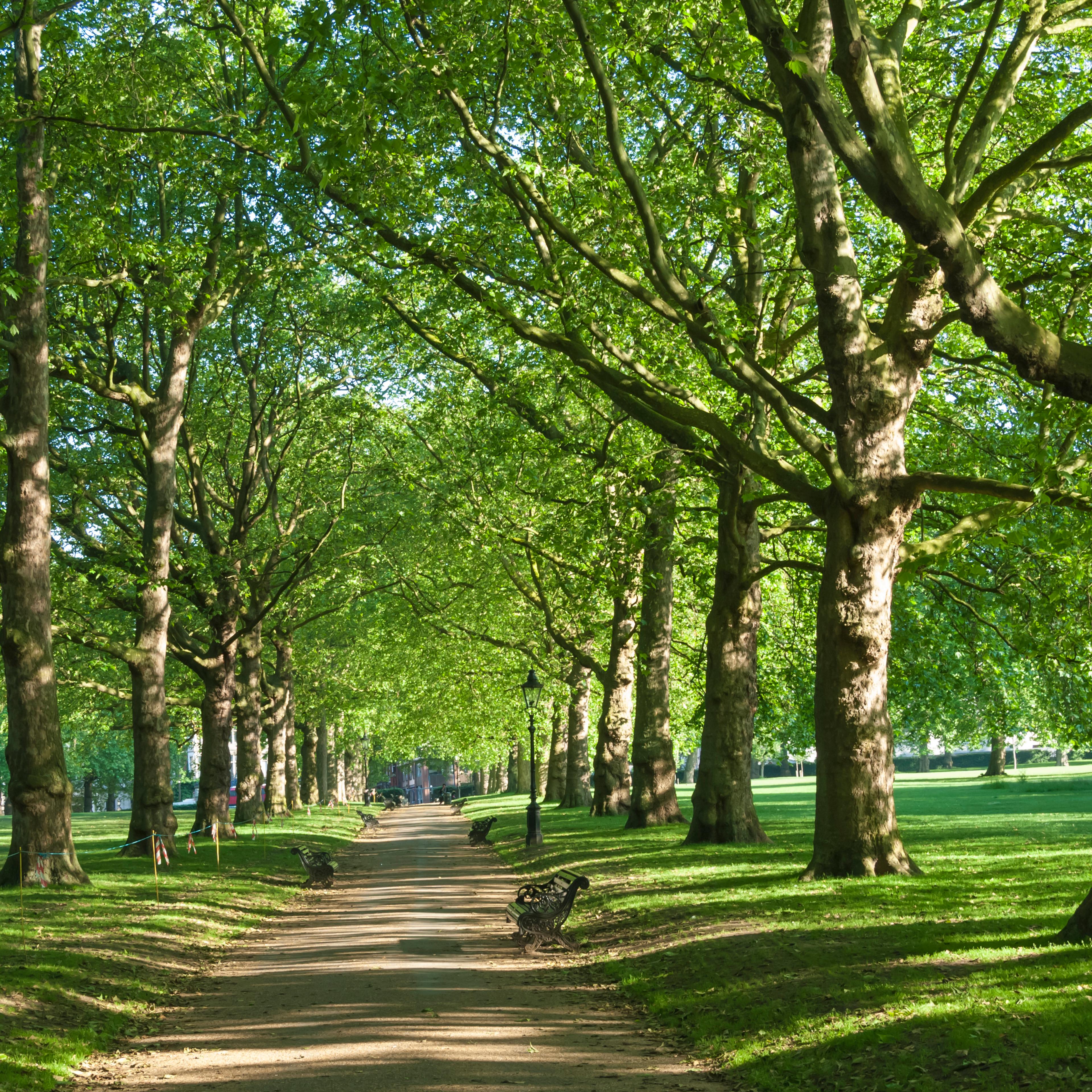 Avenue of trees in Green Park, London, England, United Kingdom, Europe
