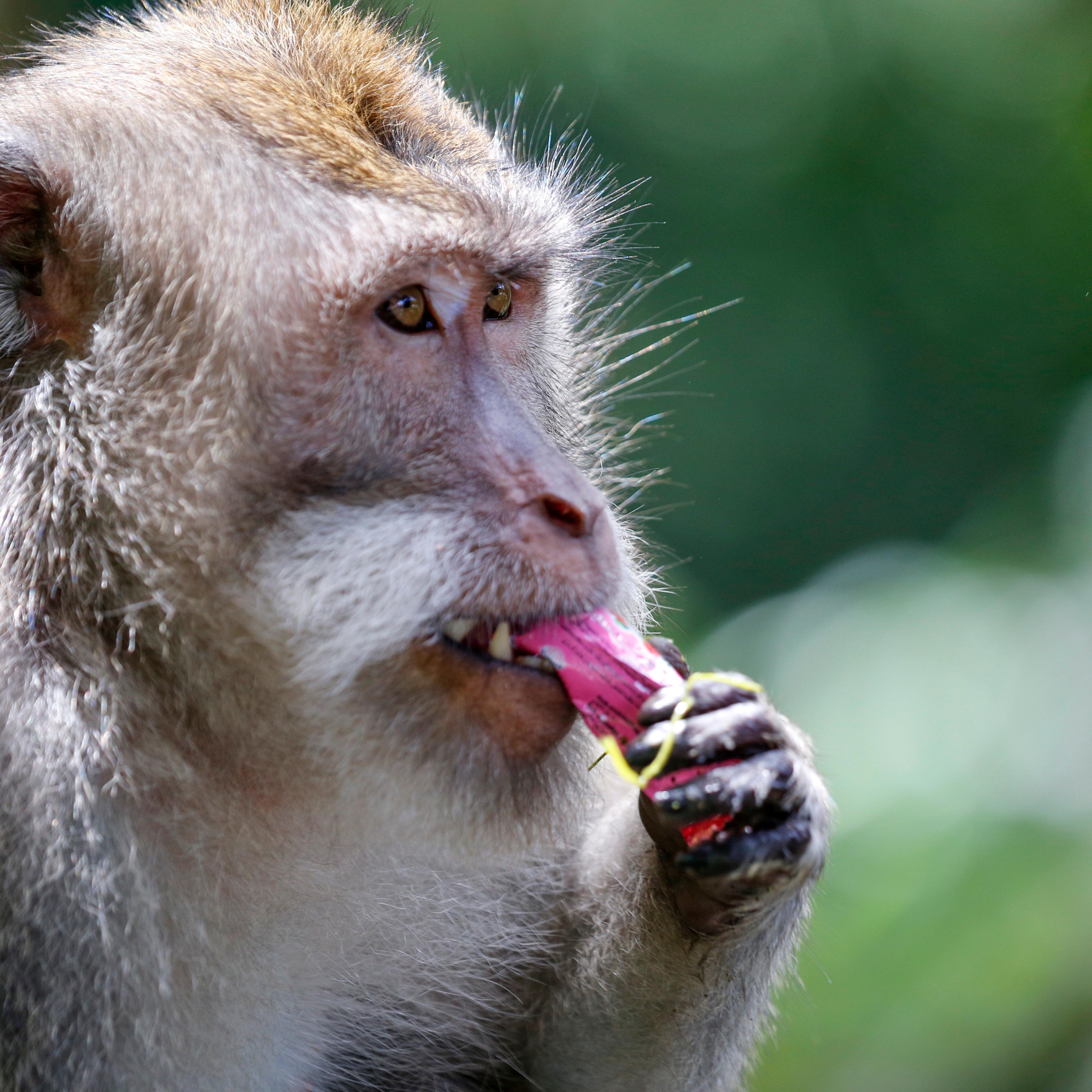 macaque humans memory