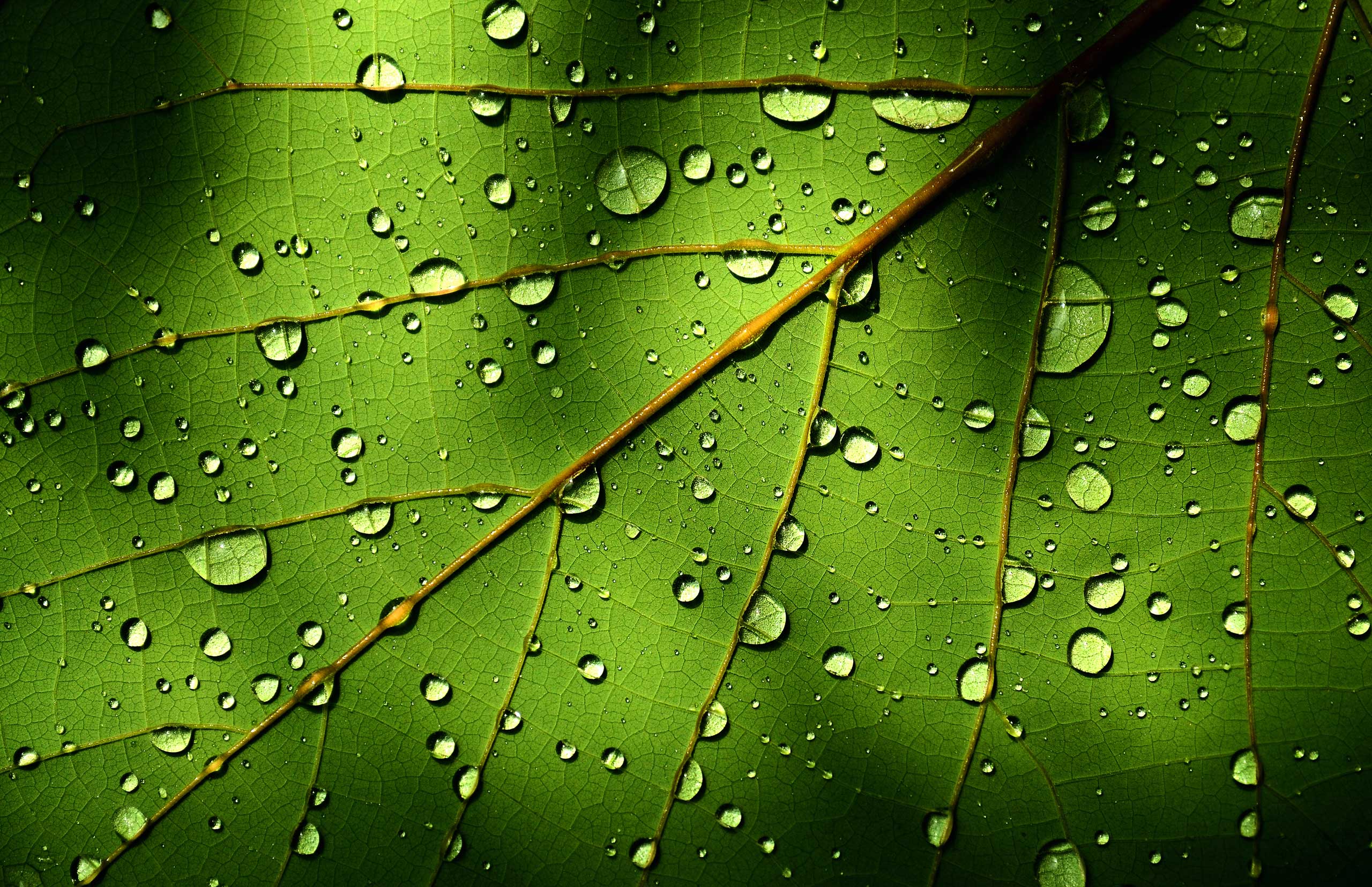 Rain drops on green leaf