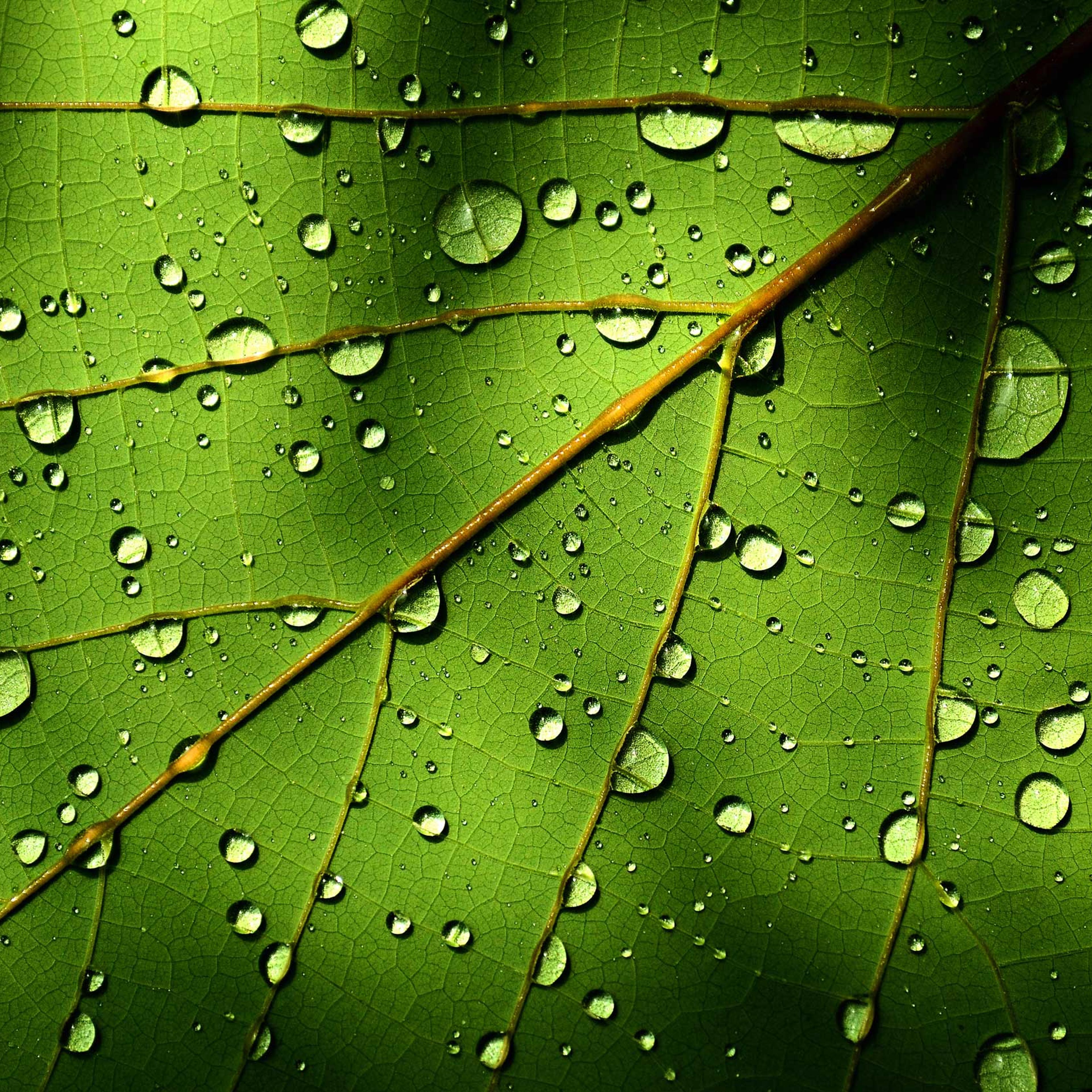Rain drops on green leaf