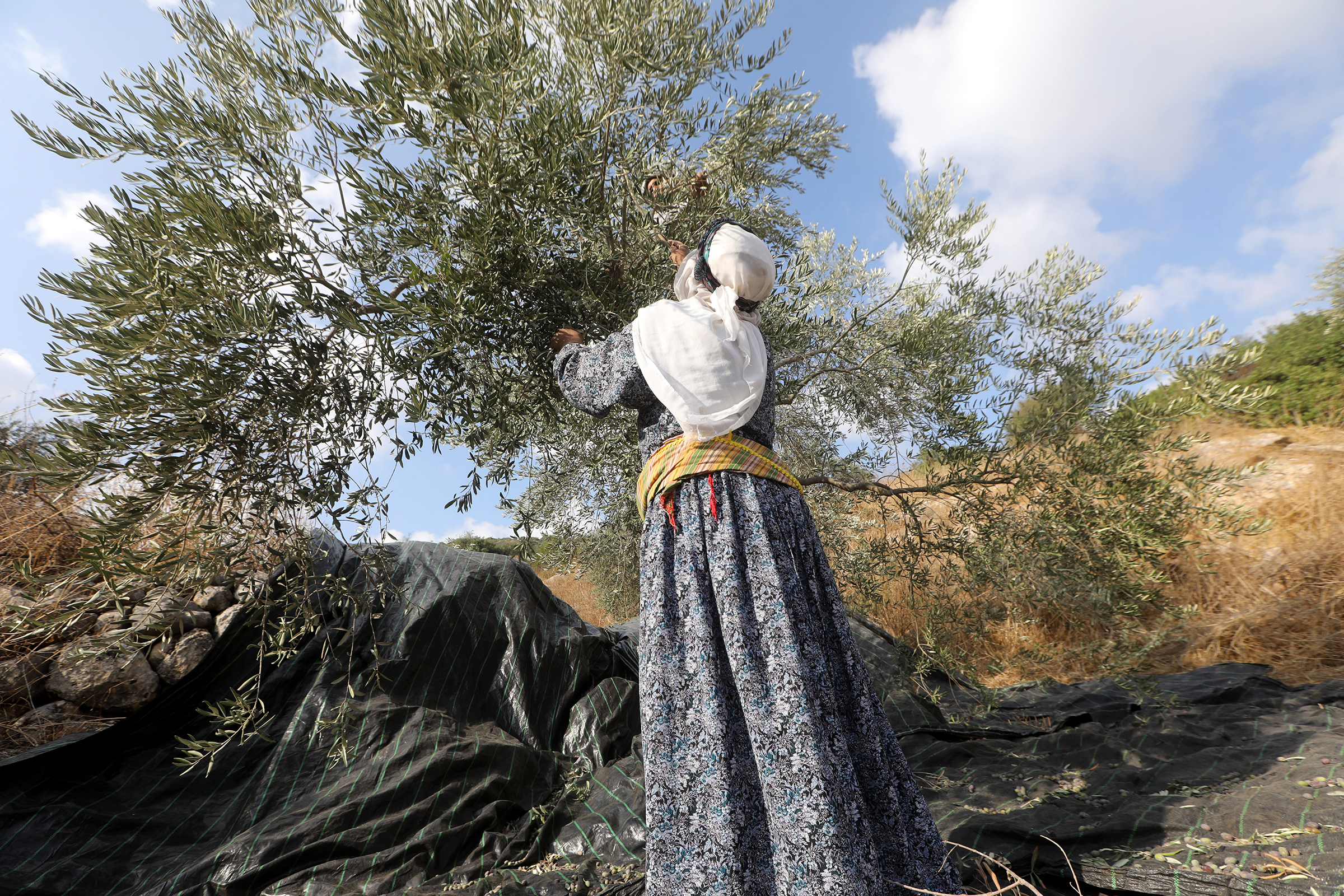 Why the West Bank Olive Harvest Is a Flashpoint for Conflict