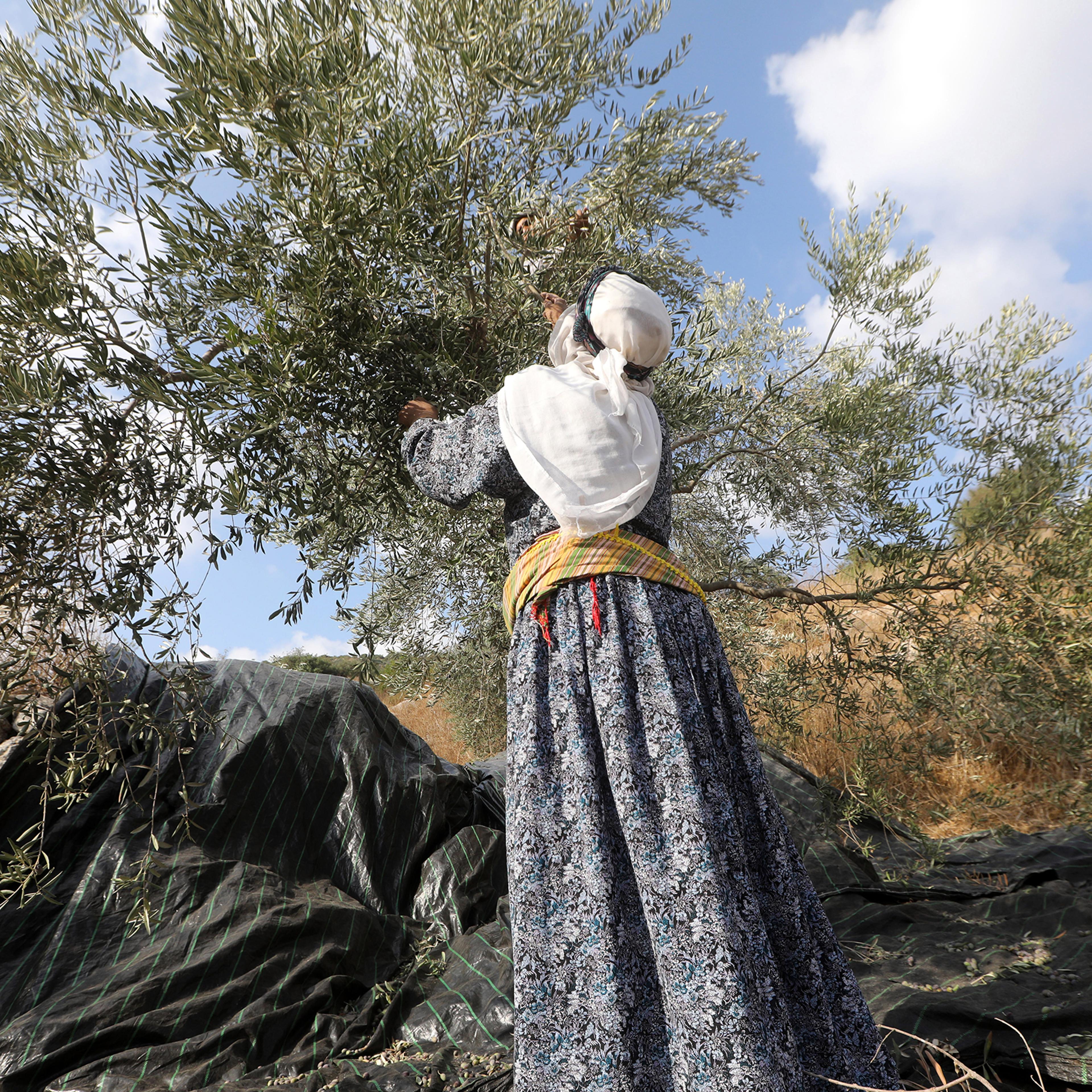 Olive harvest near Jenin