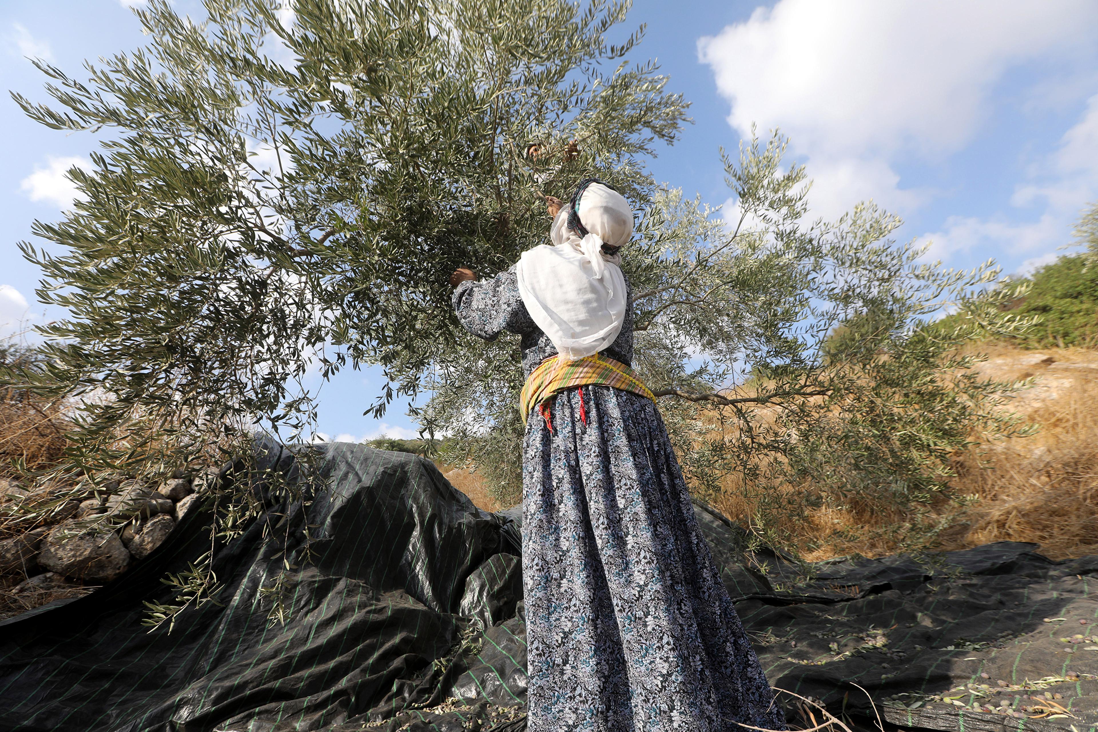 الخارجية الفلسطينية تدين اعتداءات الاحتلال على مزارعي الزيتون