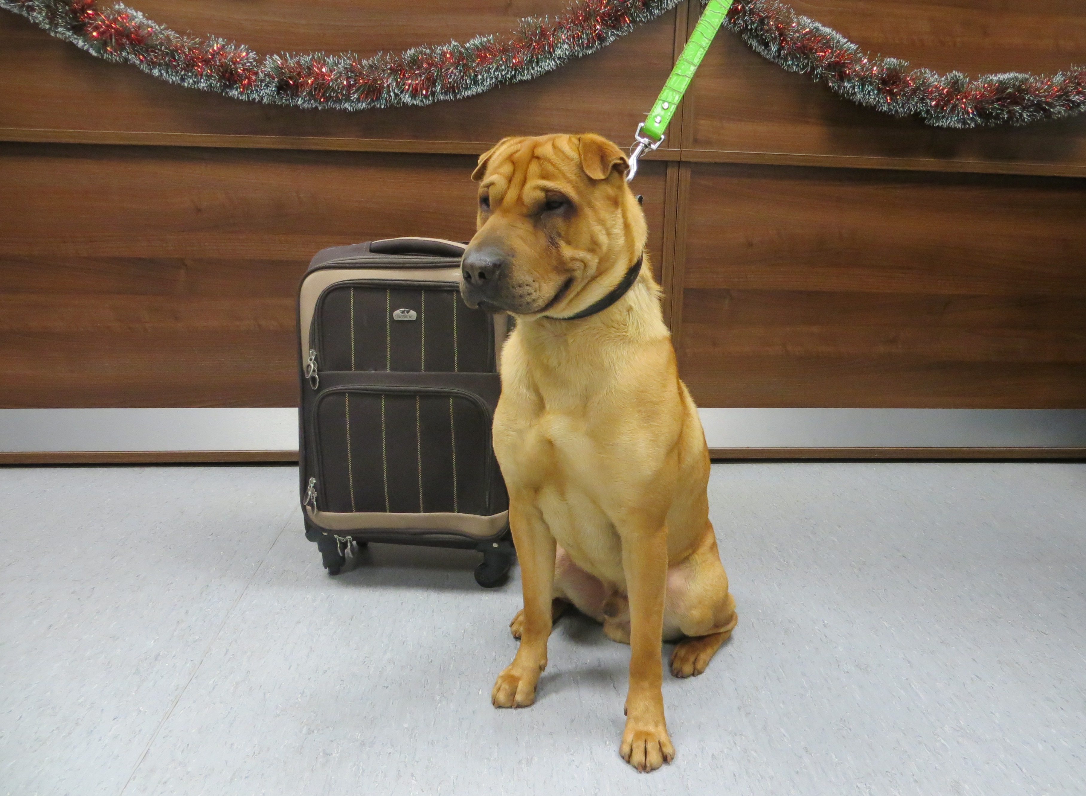kai-with-suitcase
