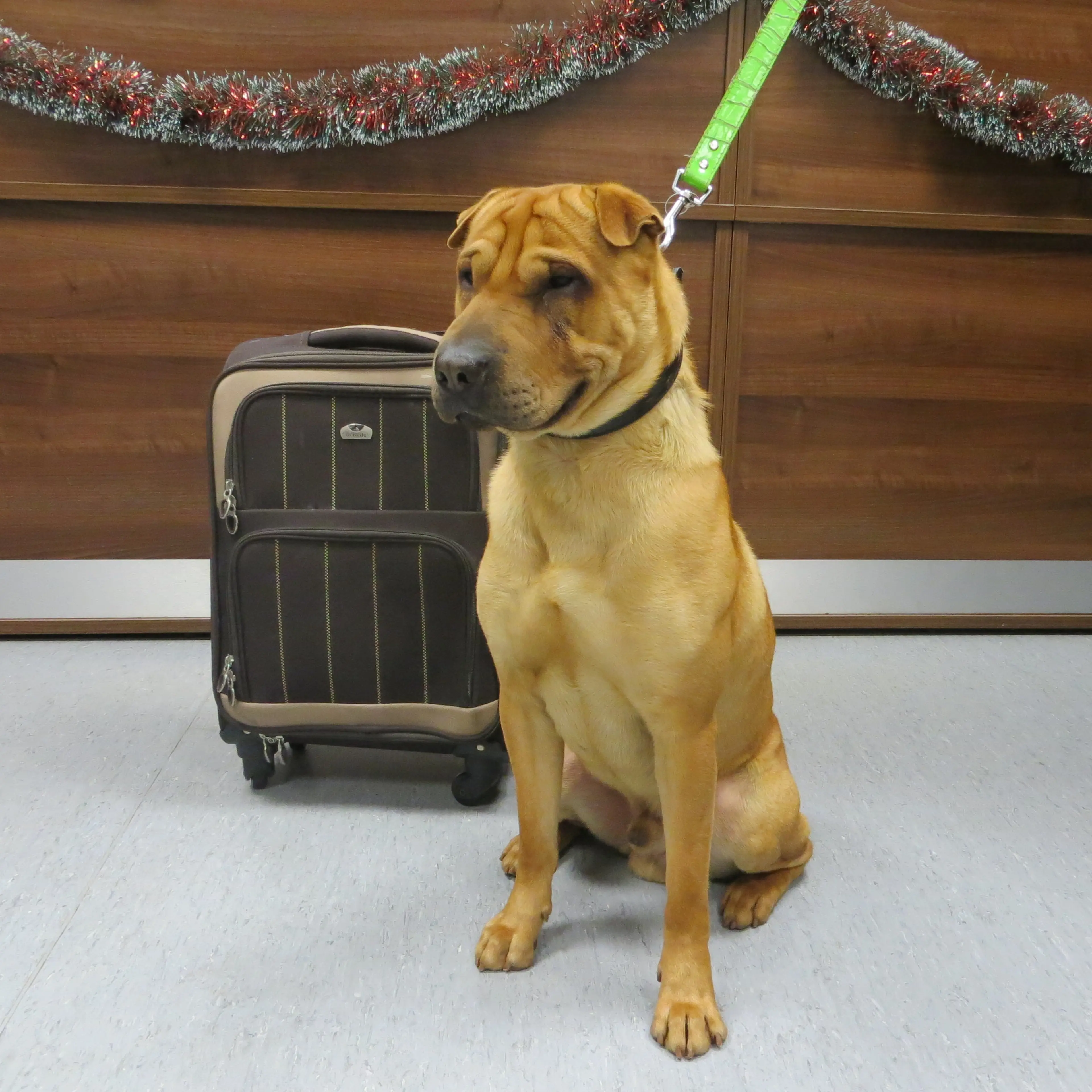 kai-with-suitcase