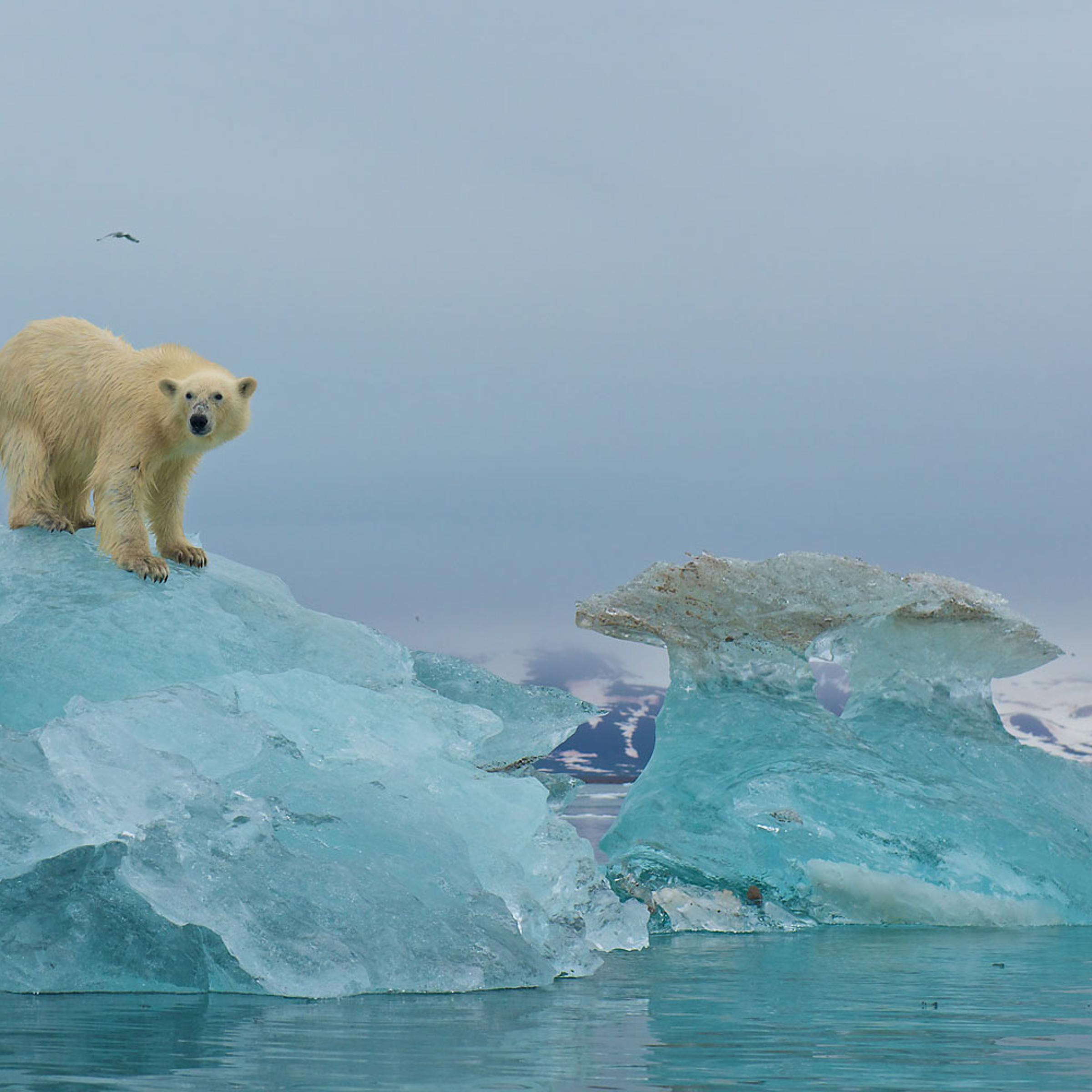 A polar bear scans the surrounding area for seals from the top of a large piece of glacial ice in Liefdefjorden, Svalbard in 2011.