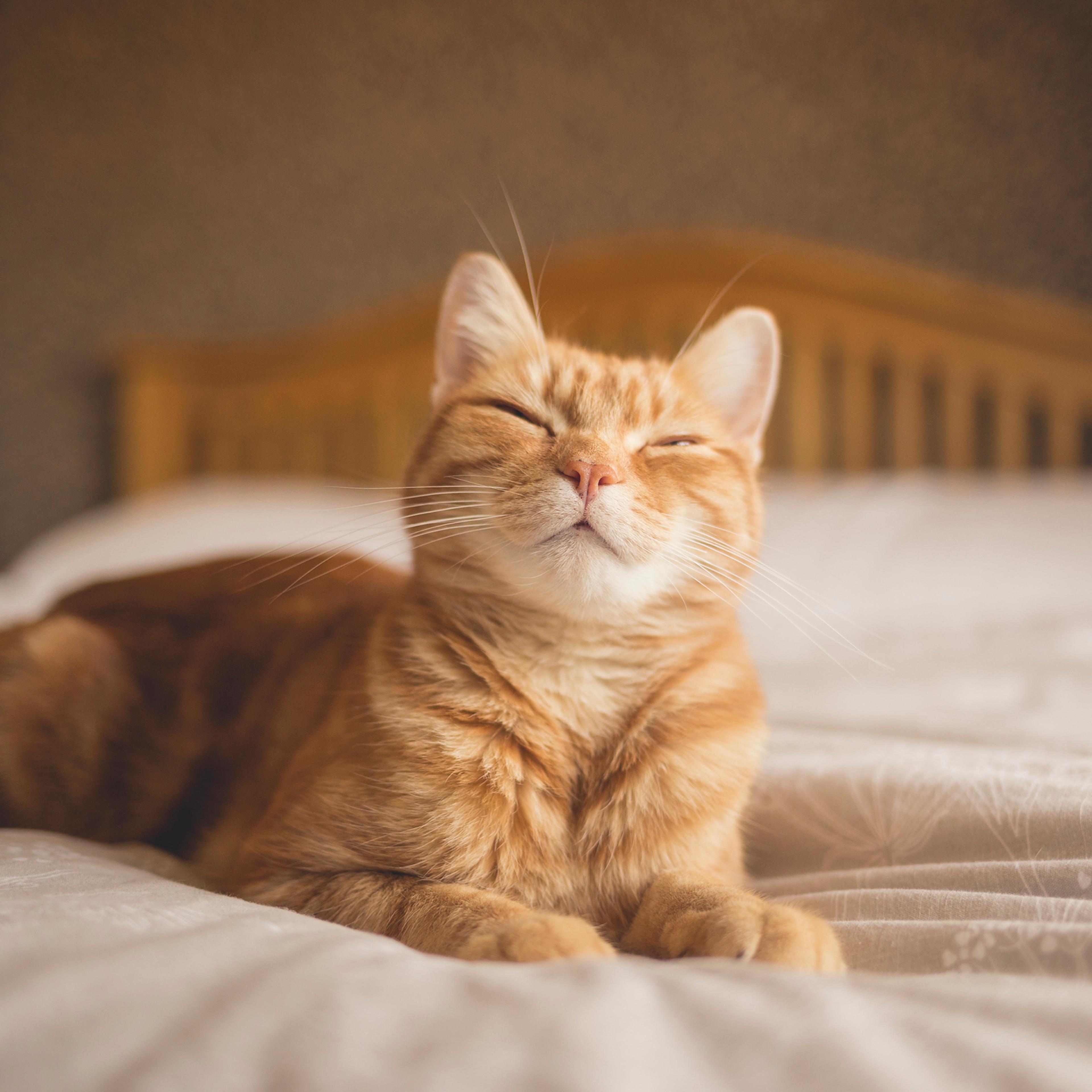 Cat on bed