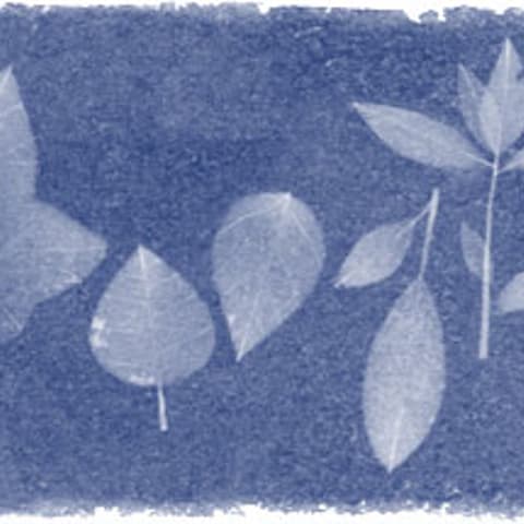 Images of leaves reminiscent to Anna Atkins' photography book are seen in a new Google Doodle. March 16, 2015