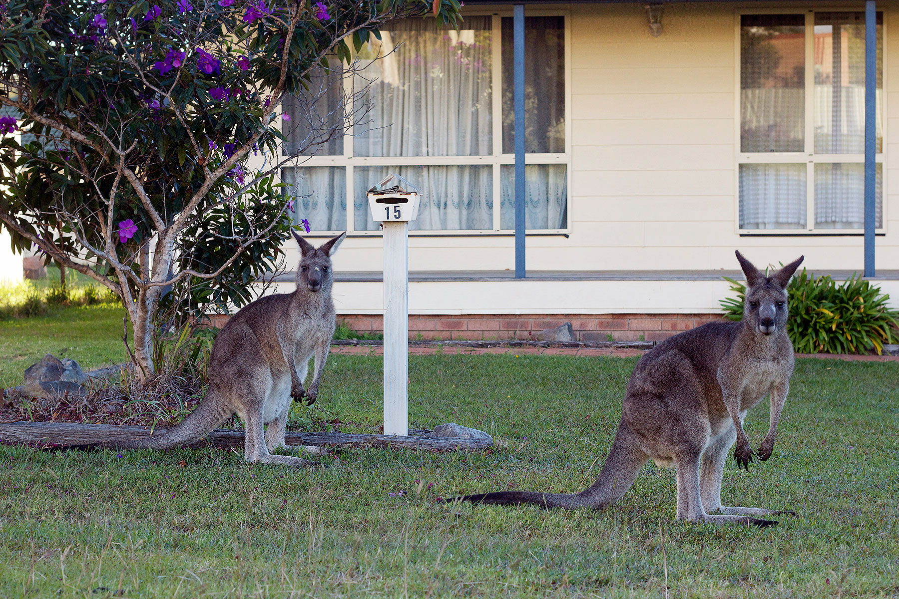 Eastern gray kangaroos graze near Canberra