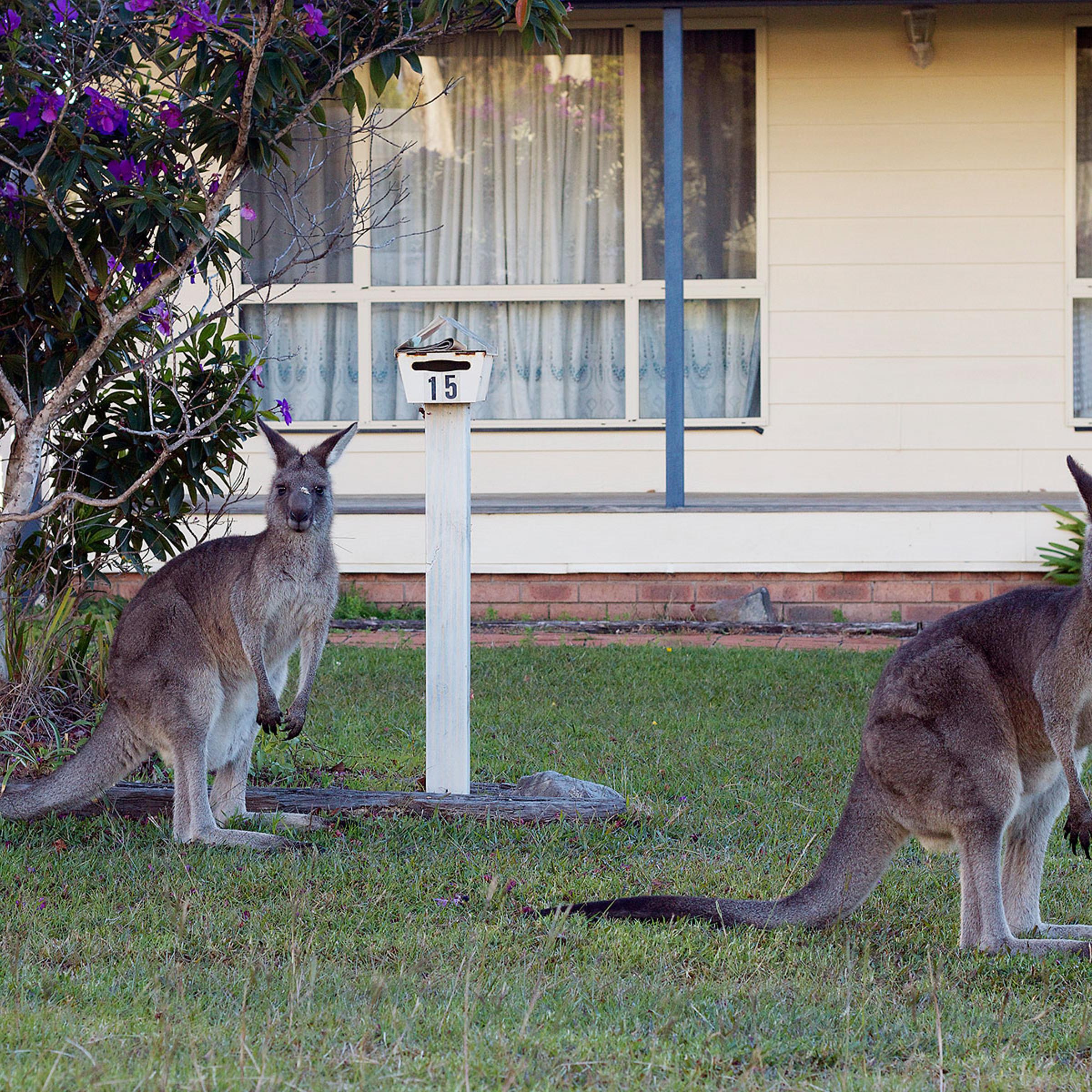 Eastern gray kangaroos graze near Canberra