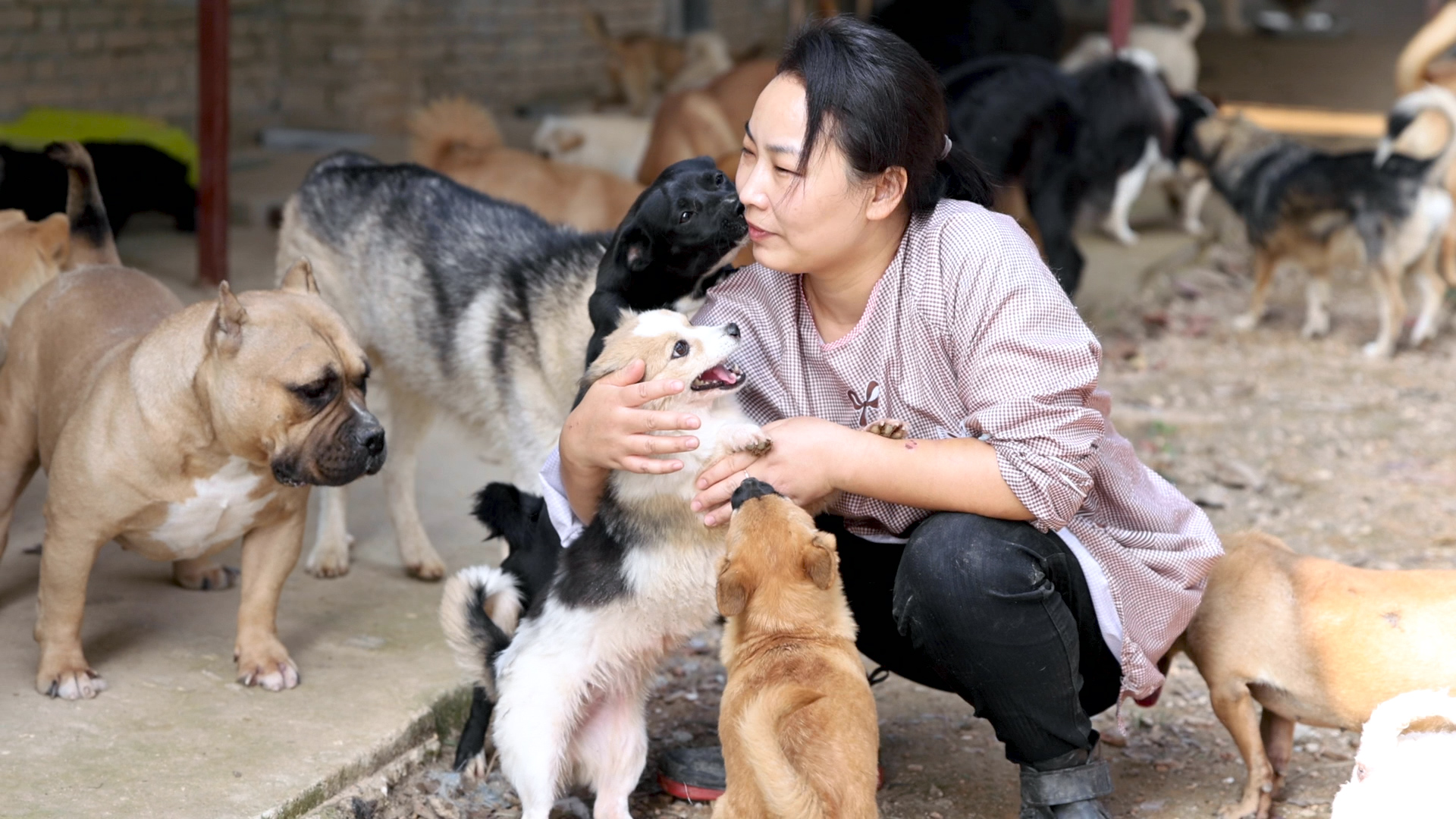 Li Heng, a volunteer for the Furry Angels Haven animal shelter in Wuhan, China is shown surrounded by rescue dogs at the organization's new premises in this still taken from a video shot by TIME's Zhang Chi on Oct. 13, 2020.