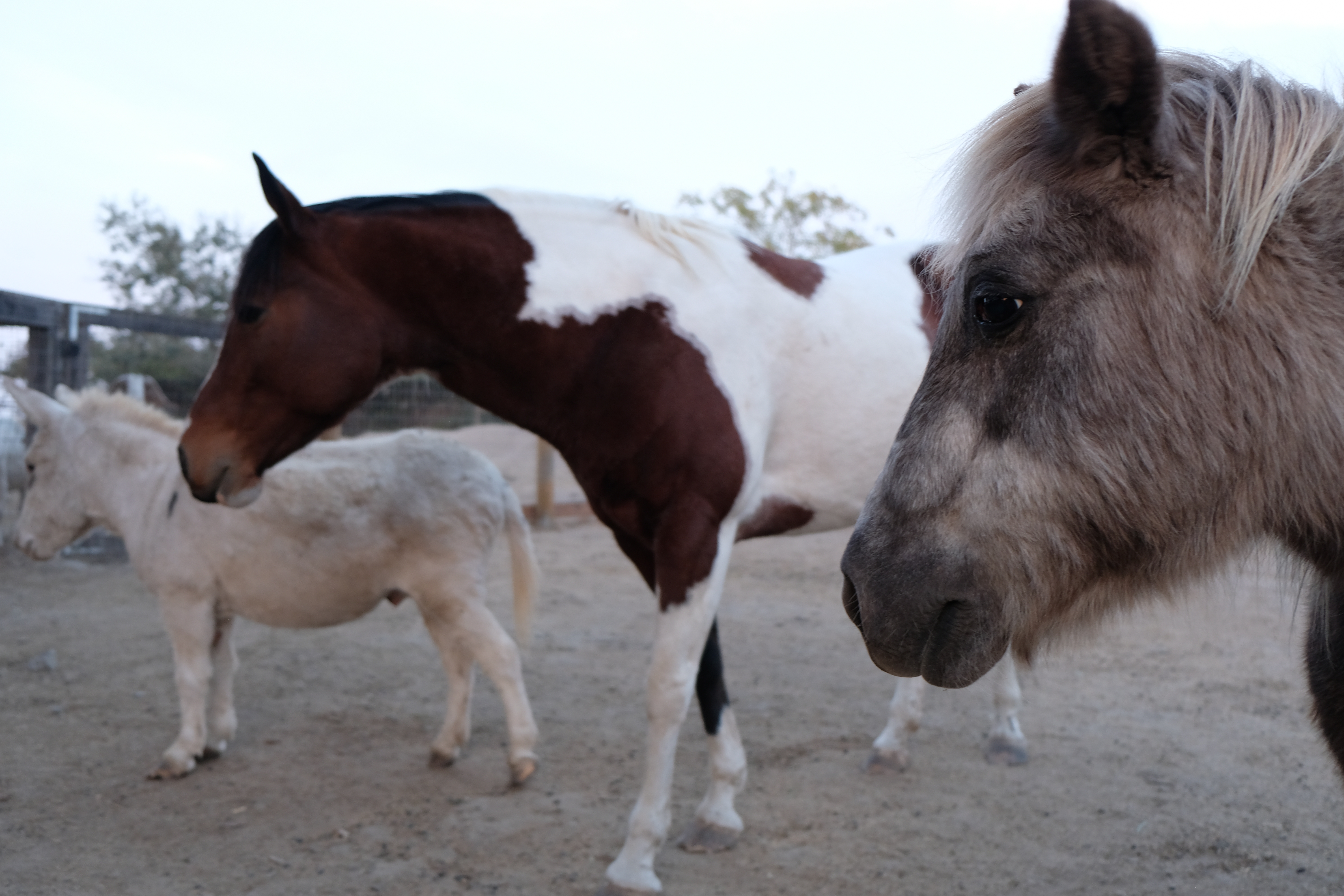 A burro, mare and pony are among the animals evacuated from fires in California that are now being cared for at a Santa Rosa-based animal sanctuary called Goatlandia.