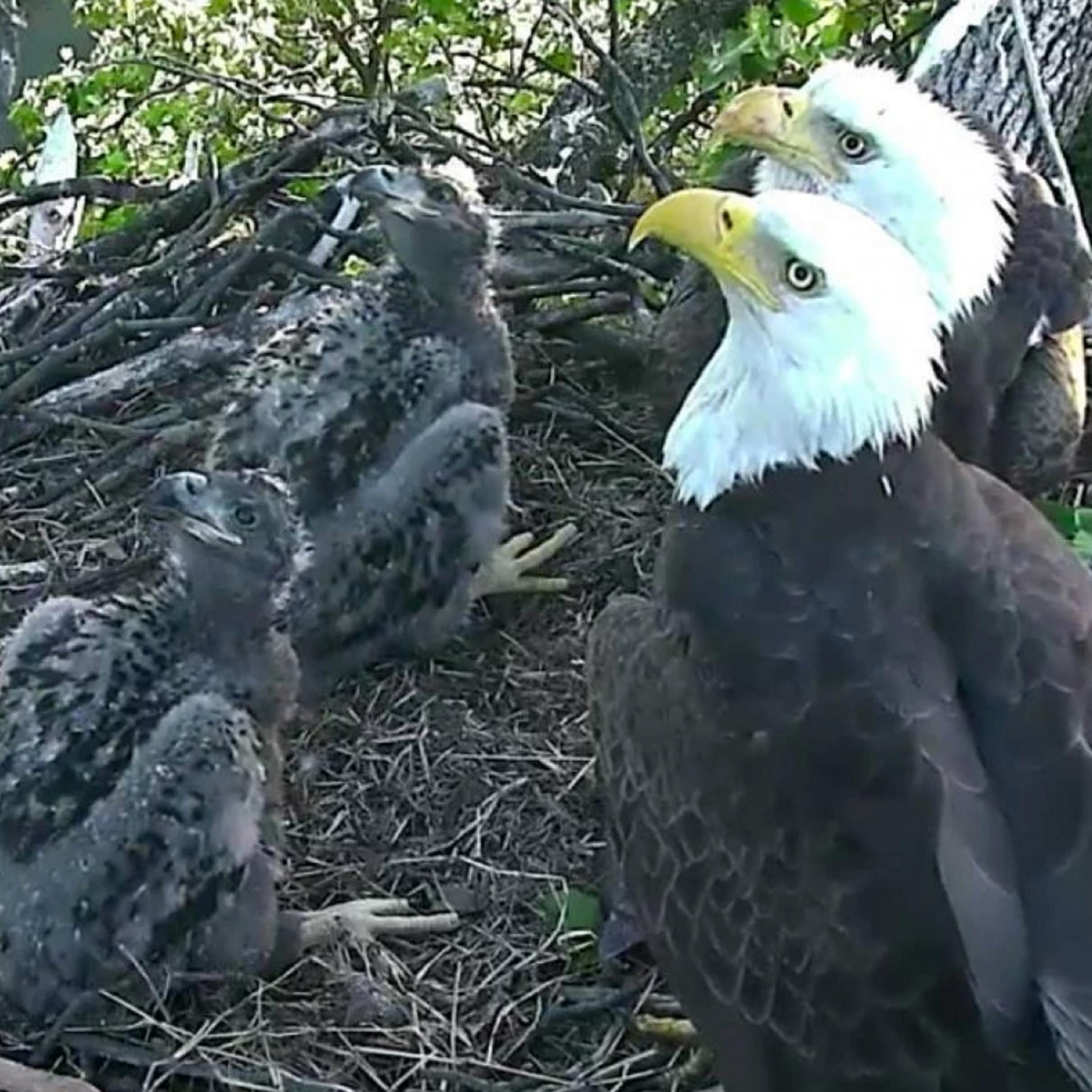 freedom_liberty_bald_eagles