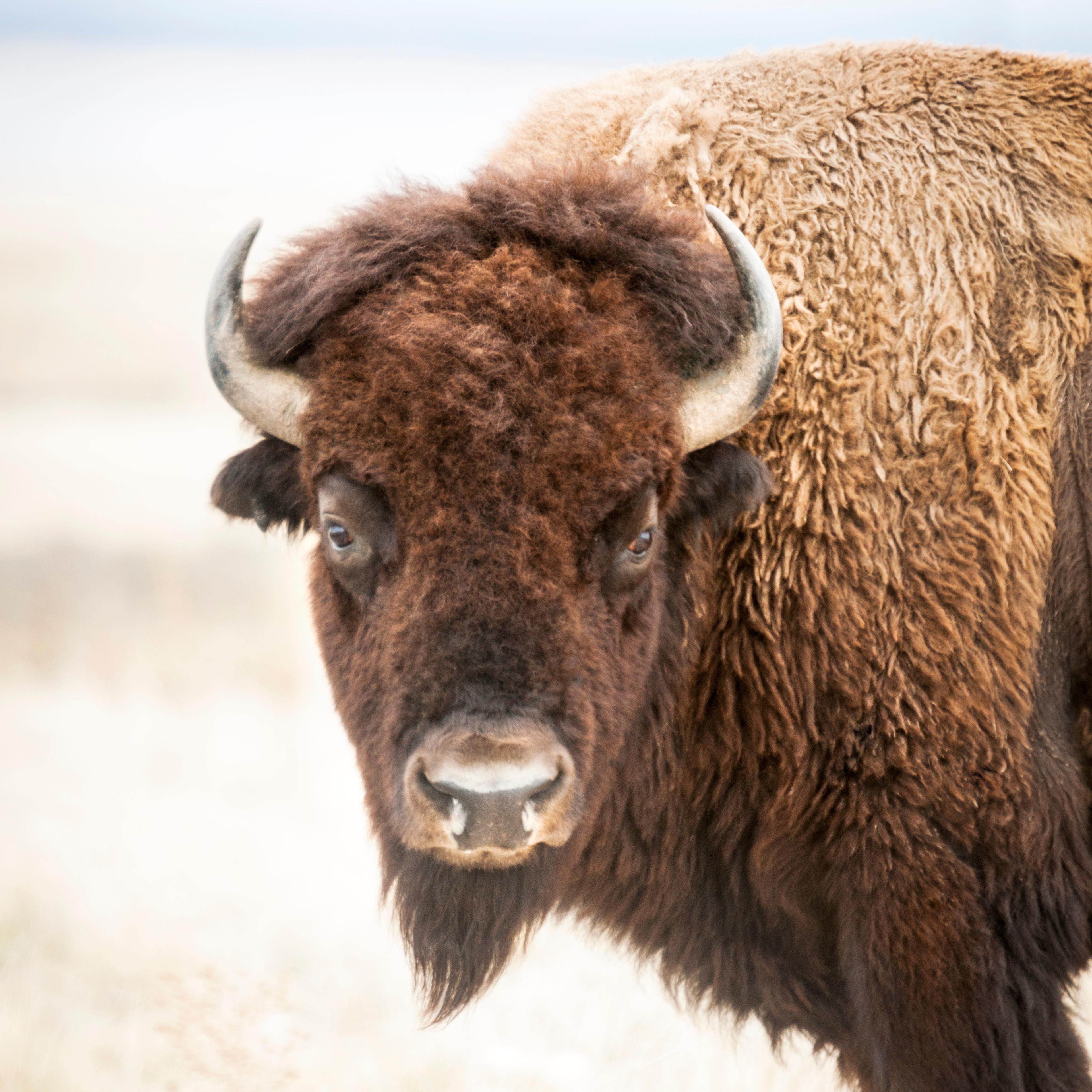 Portrait of a Bison, Antelope Island State Park, Great Salt Lake, Utah, United States of America