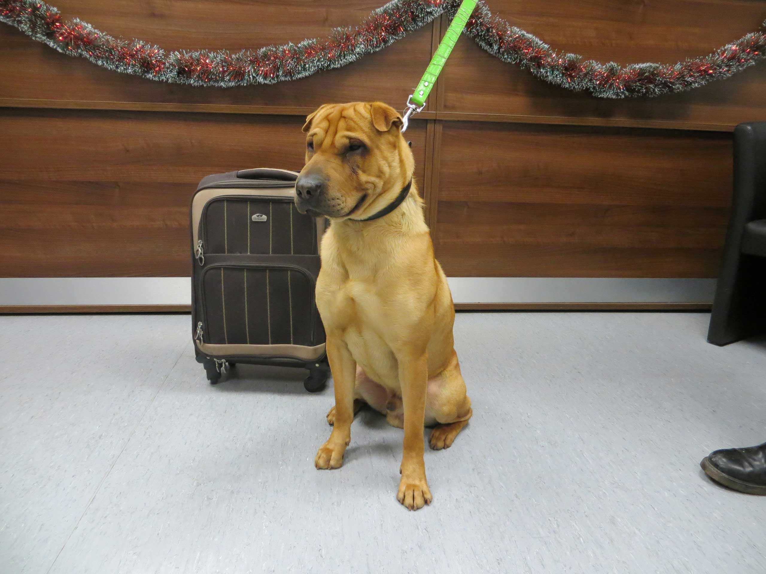 The male shar-pei crossbreed that was discovered tied to a railing outside the station in Ayrshire, Scotland, Jan. 2, 2015.