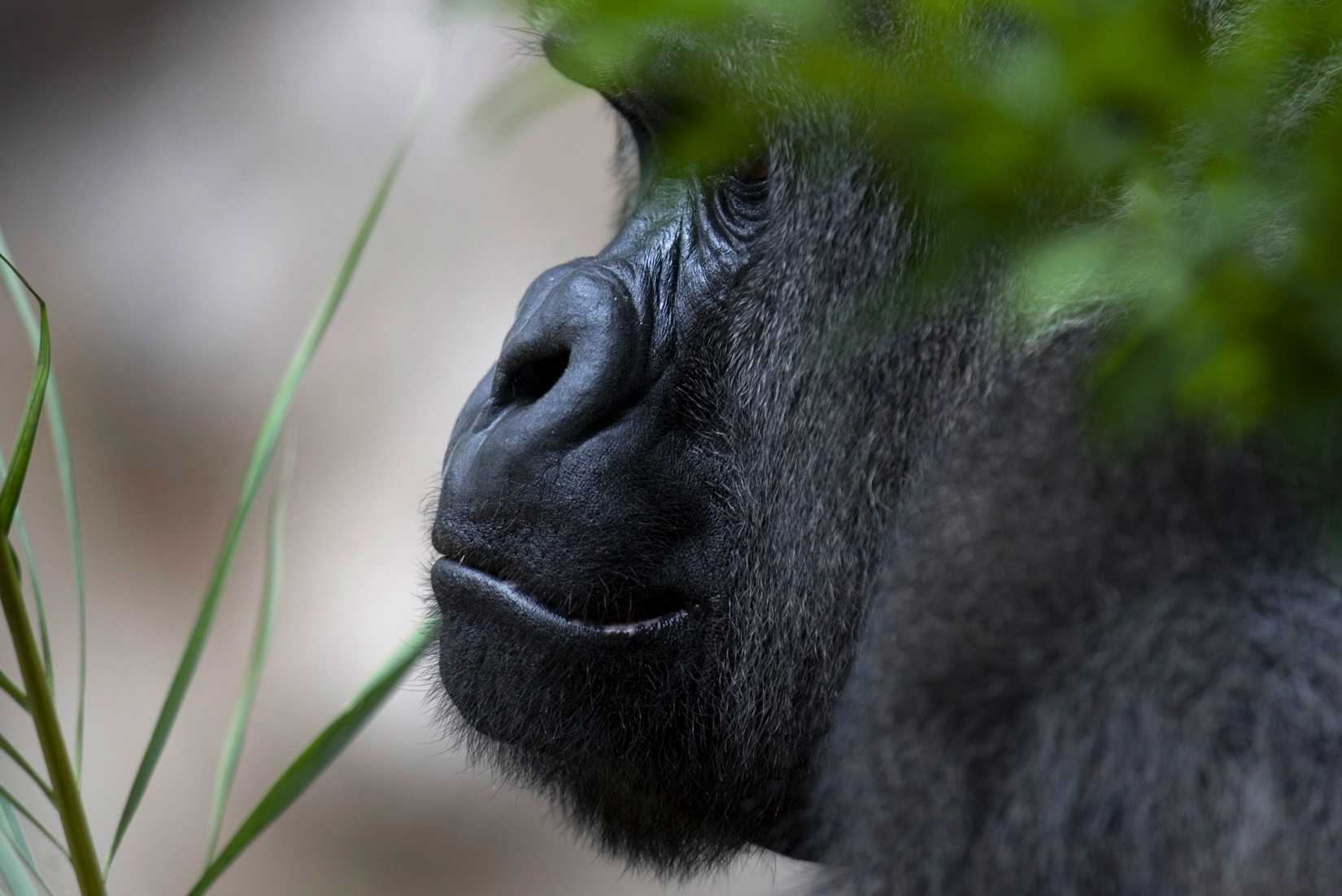 A gorilla hides behind a tree at the Loro Parque Zoo in Puerto de La cruz in Spain's Canary Island of Tenerife April 15, 2008.
