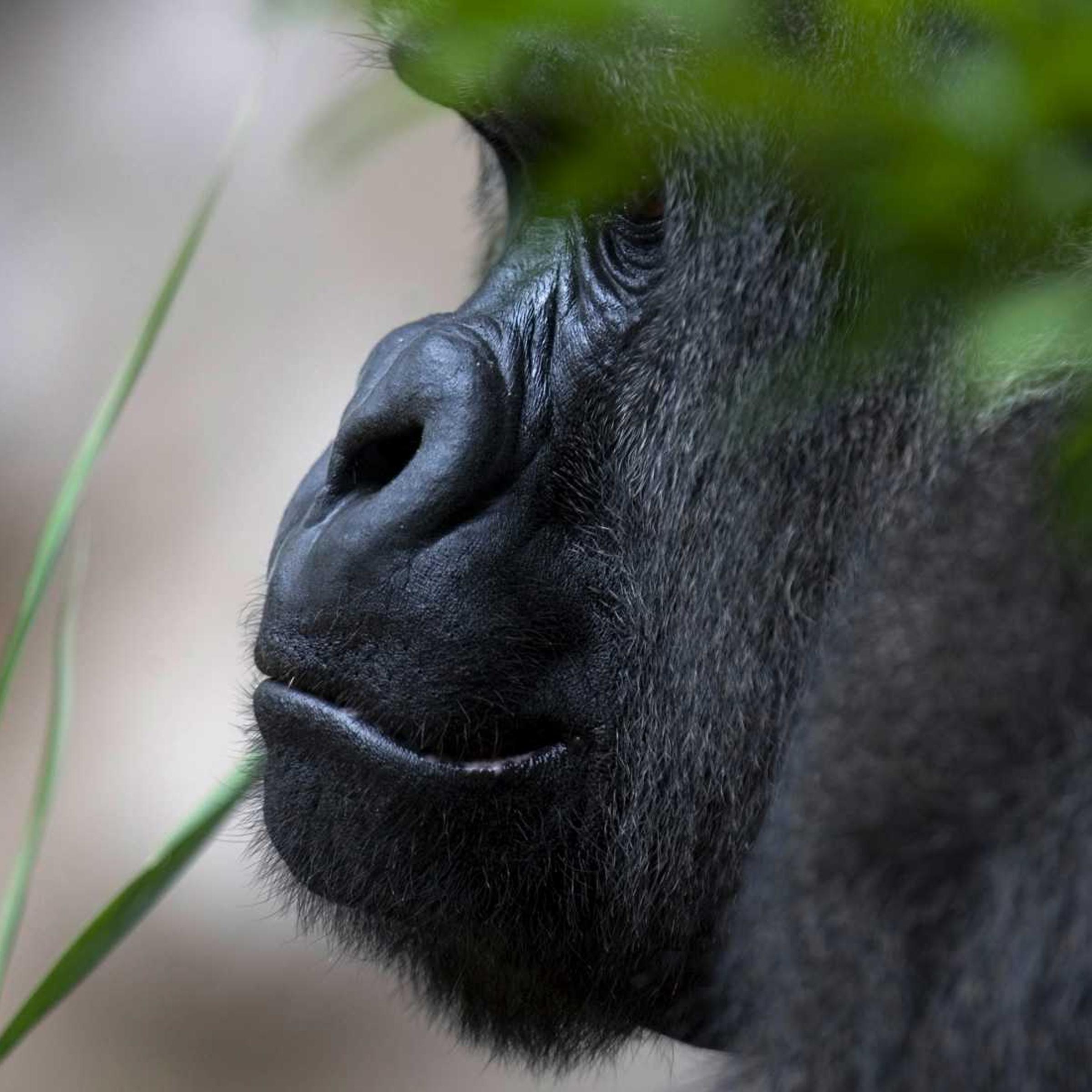 A gorilla hides behind a tree at the Loro Parque Zoo in Puerto de La cruz in Spain's Canary Island of Tenerife April 15, 2008.