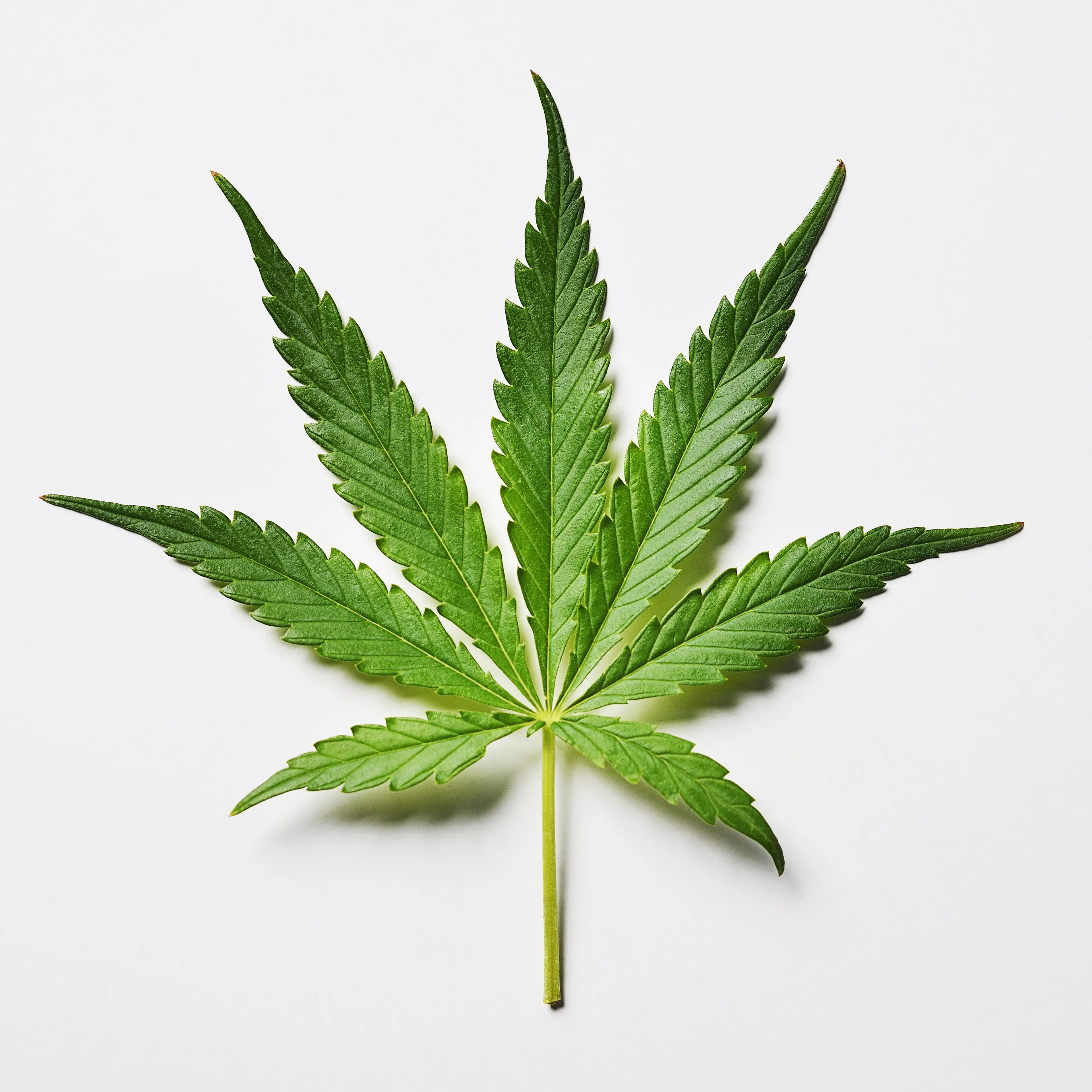 Marijuana leaf on a white background