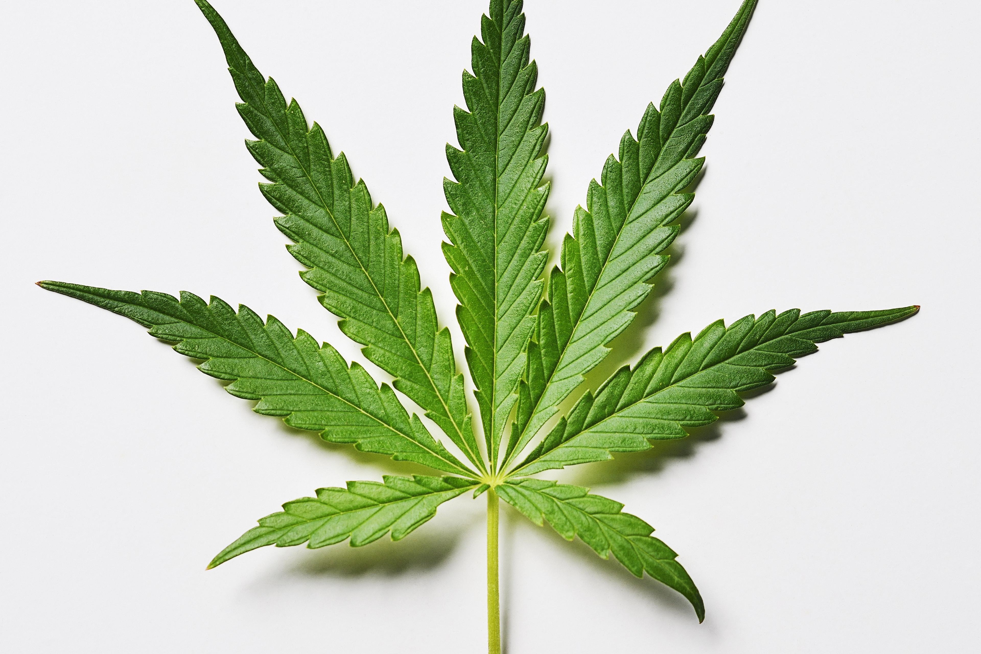 Marijuana leaf on a white background