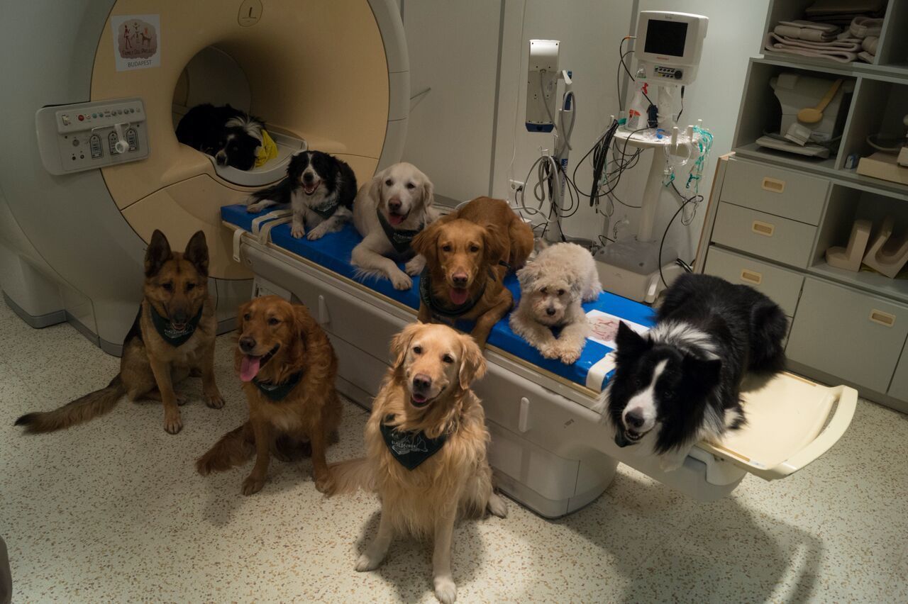 Dog Brains
