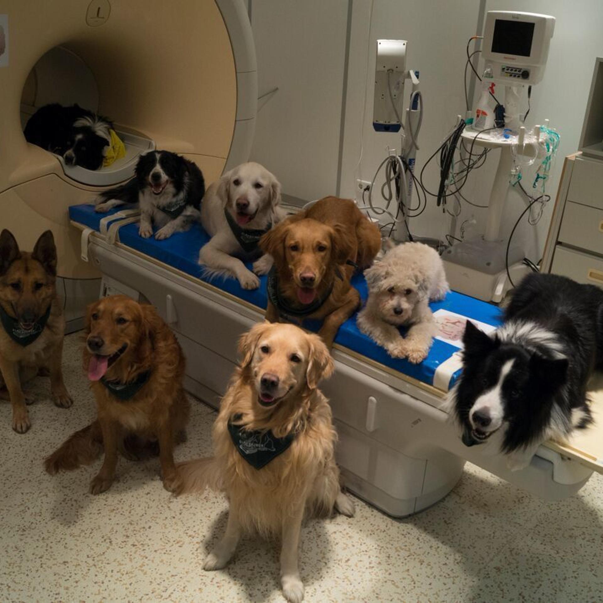 Dog Brains