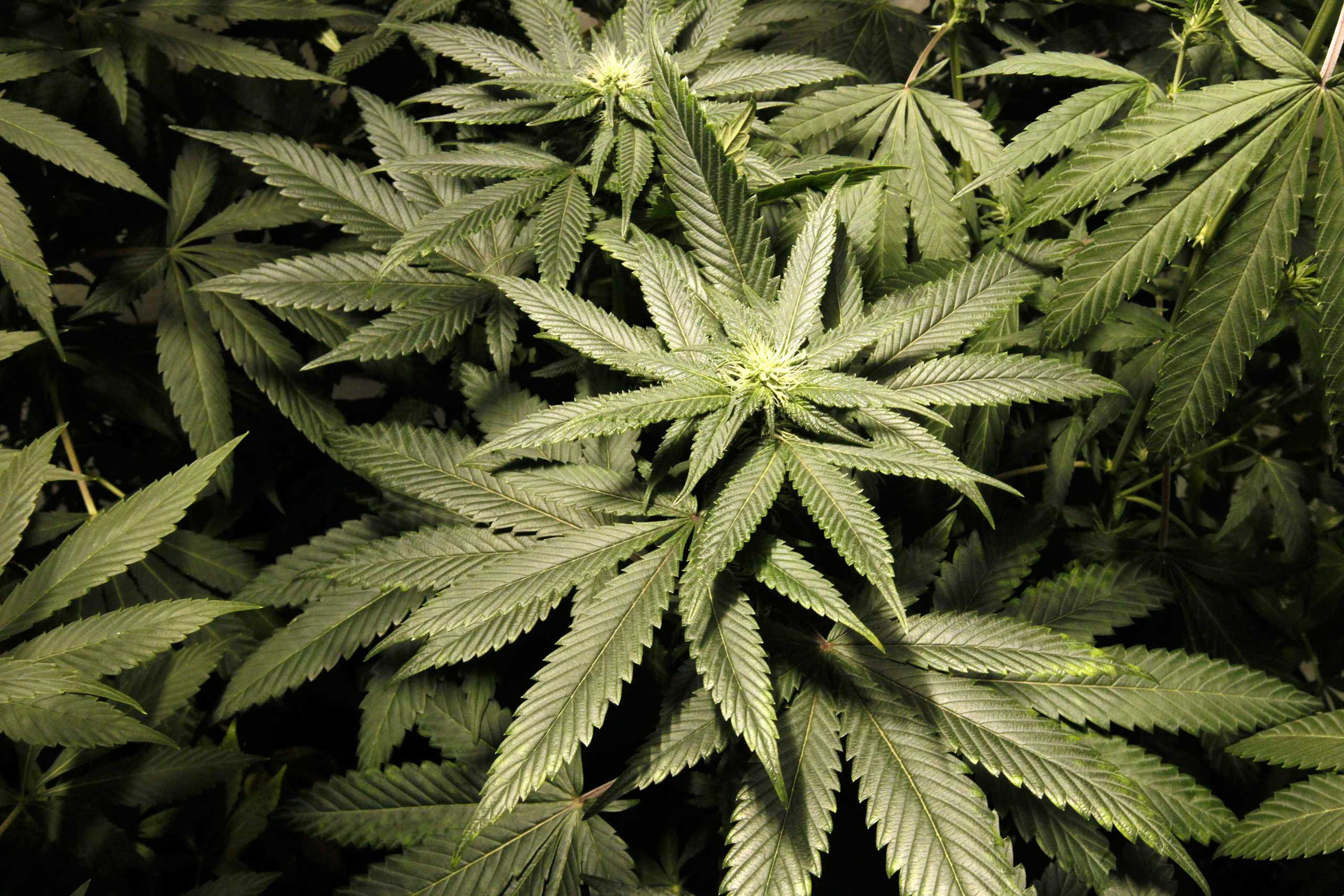 File picture shows marijuana plants at a indoor cultivation in Montevideo