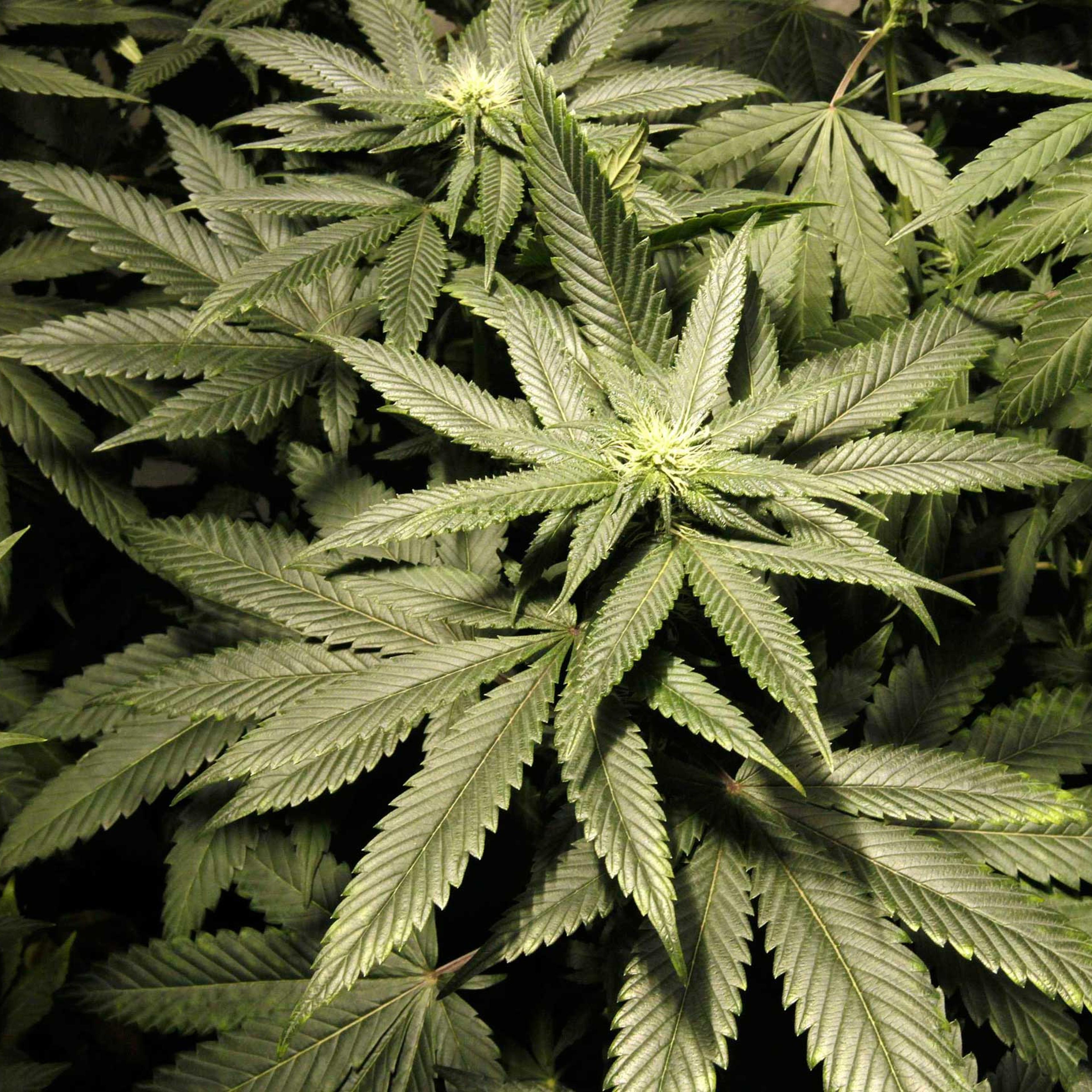 File picture shows marijuana plants at a indoor cultivation in Montevideo