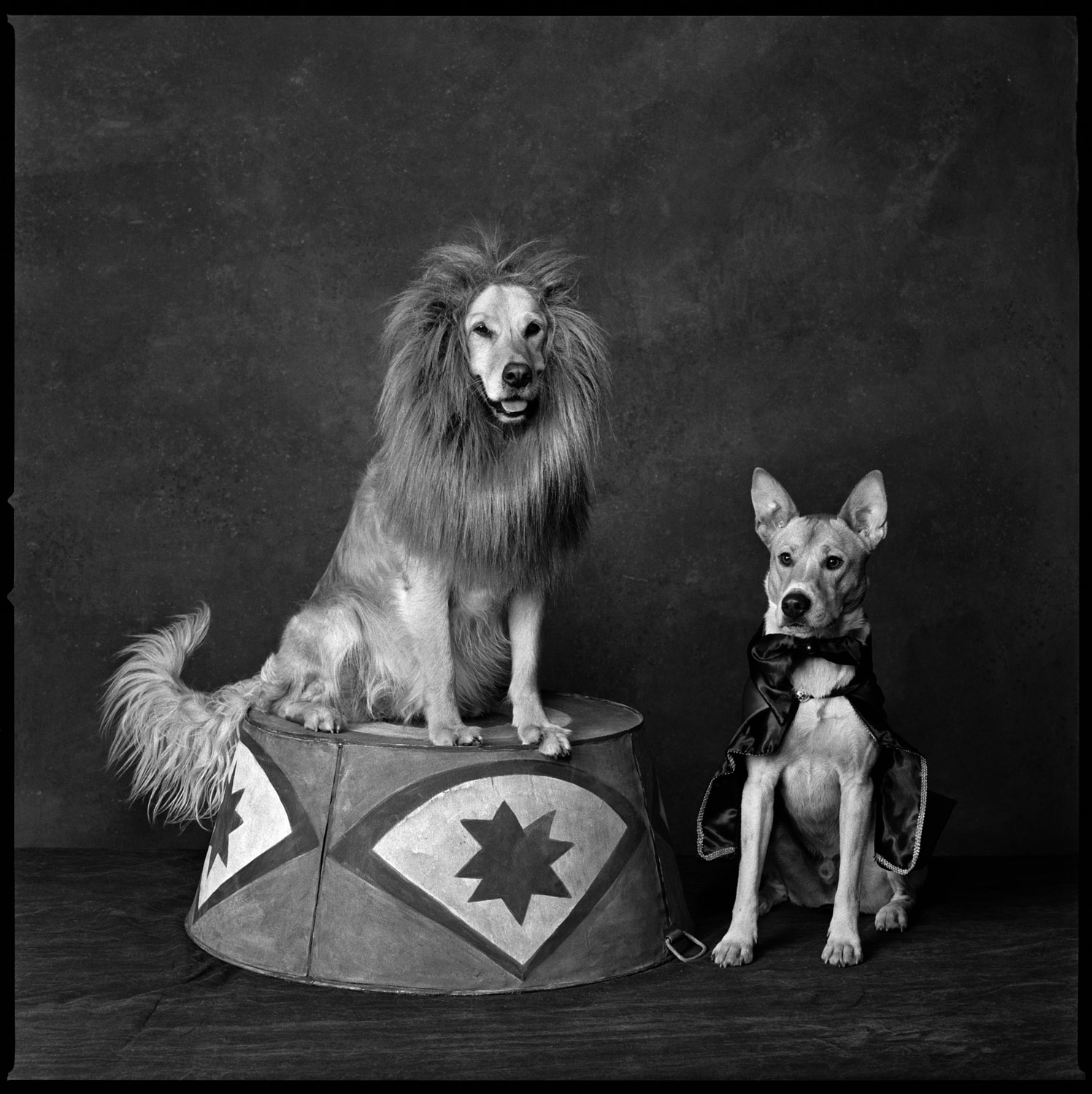 2013: Circus DogsGracie, a lion, with her trainer, Georgie.