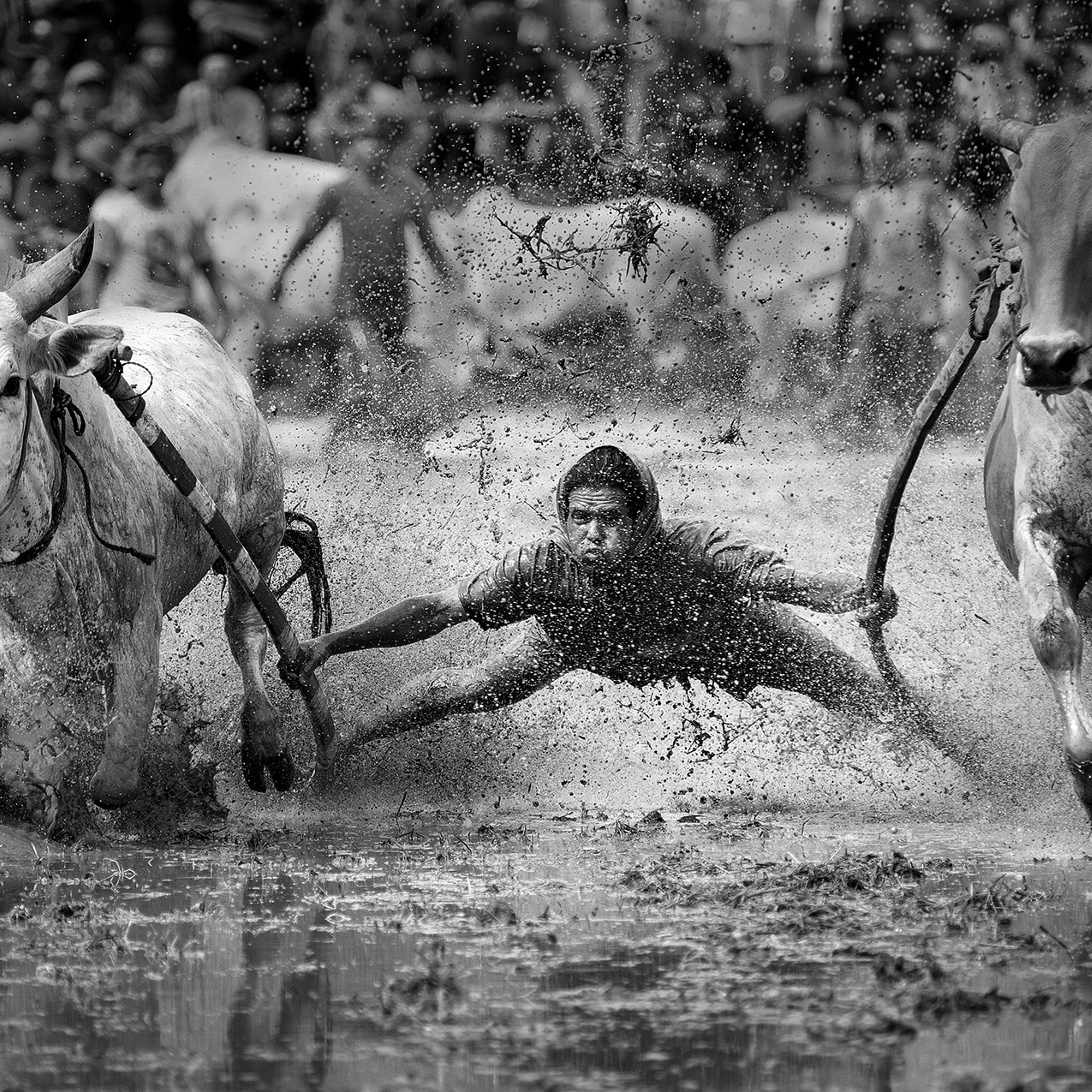 Nominated in the Sport category. The series includes shots of a cow race in Padang, Sumatra, Indonesia