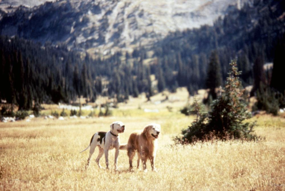 Most Famous Dogs - Shadow and Chance