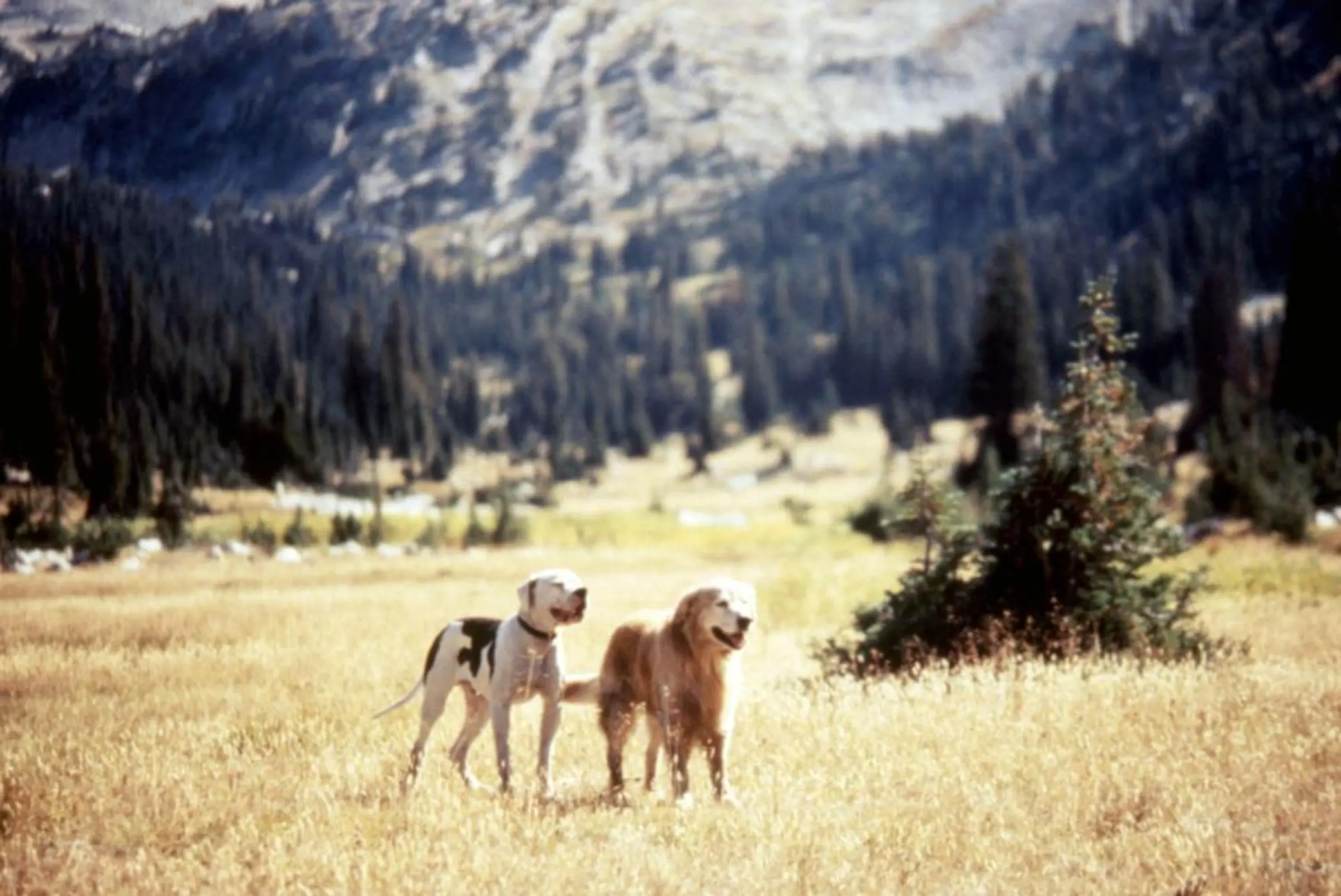 Most Famous Dogs - Shadow and Chance