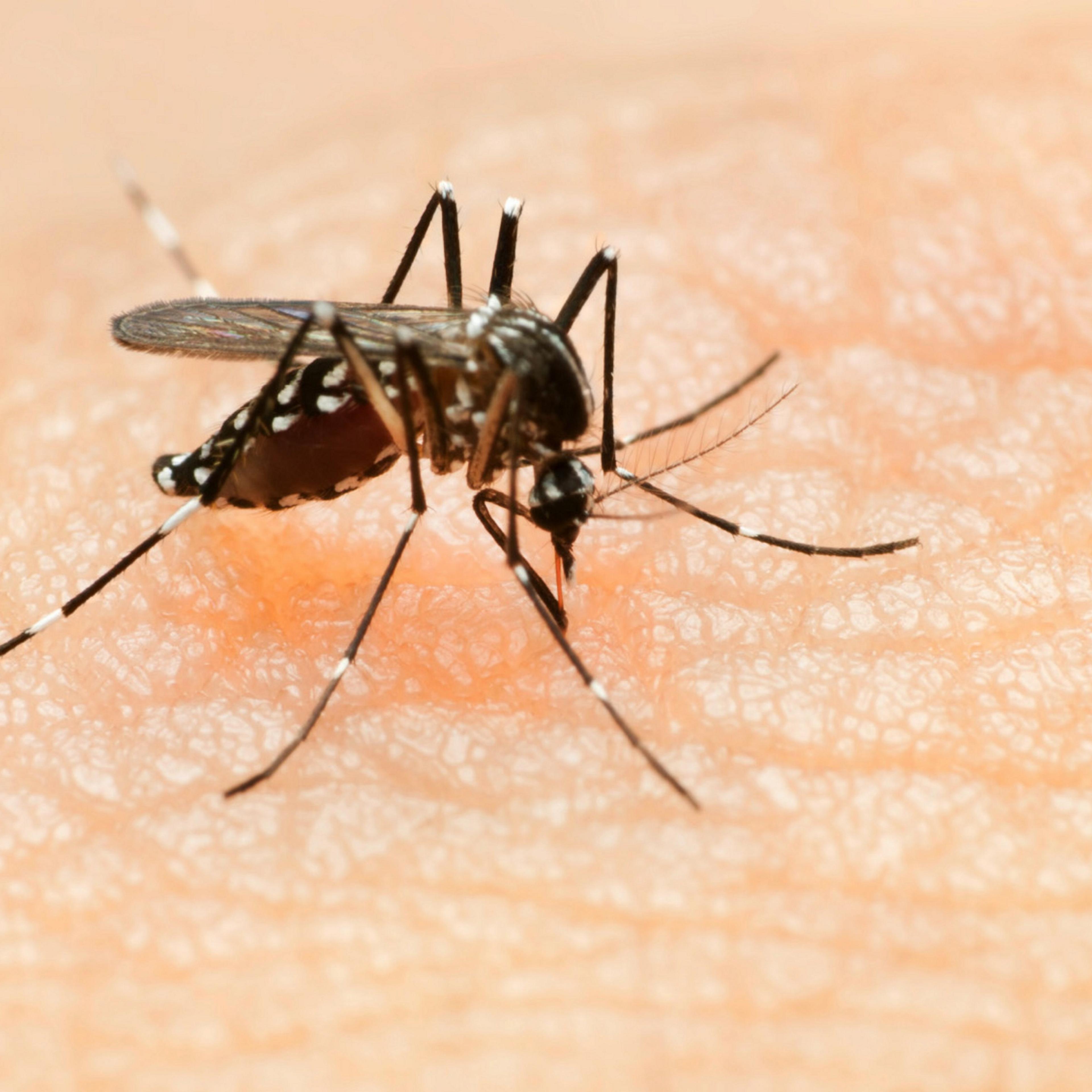 Dengue fever, Chikungunya virus and Zika virus.