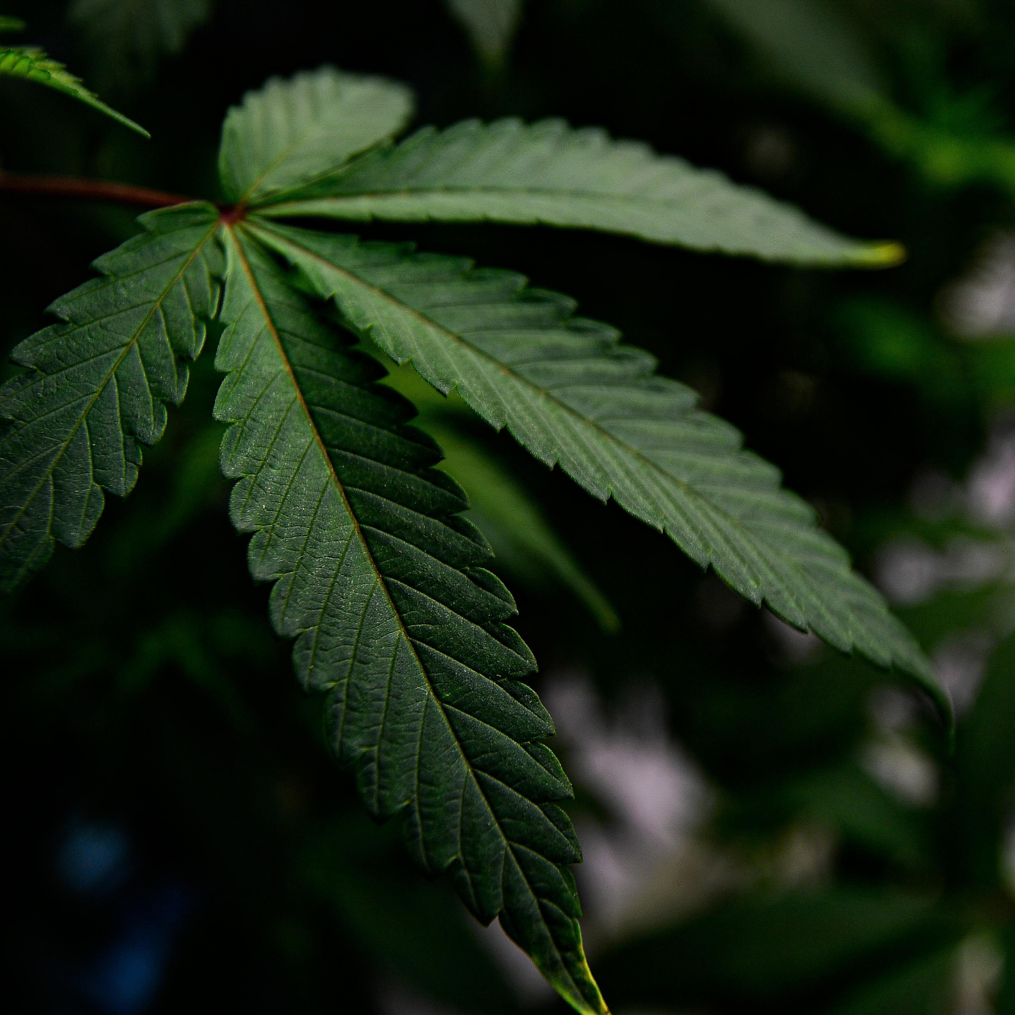 Asia International Hemp And Cannabis Expo 2022