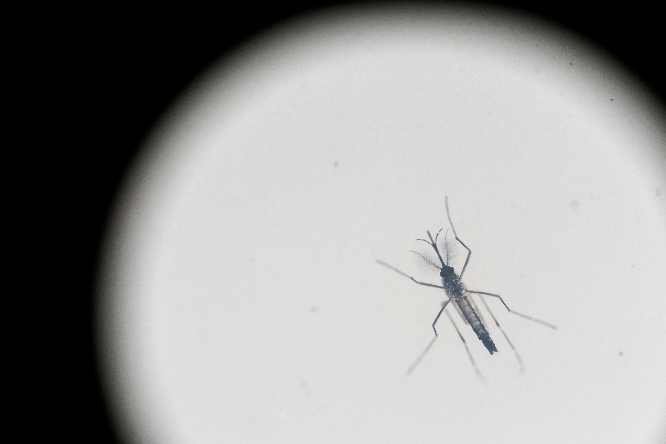 An Aedes aegypti mosquito is photographed inside a mosquito cage at the Fiocruz institute where they have been screening for mosquitos naturally infected with the Zika virus in Rio de Janeiro, Brazil, Monday, May 23, 2016. As opposed to artificially infe