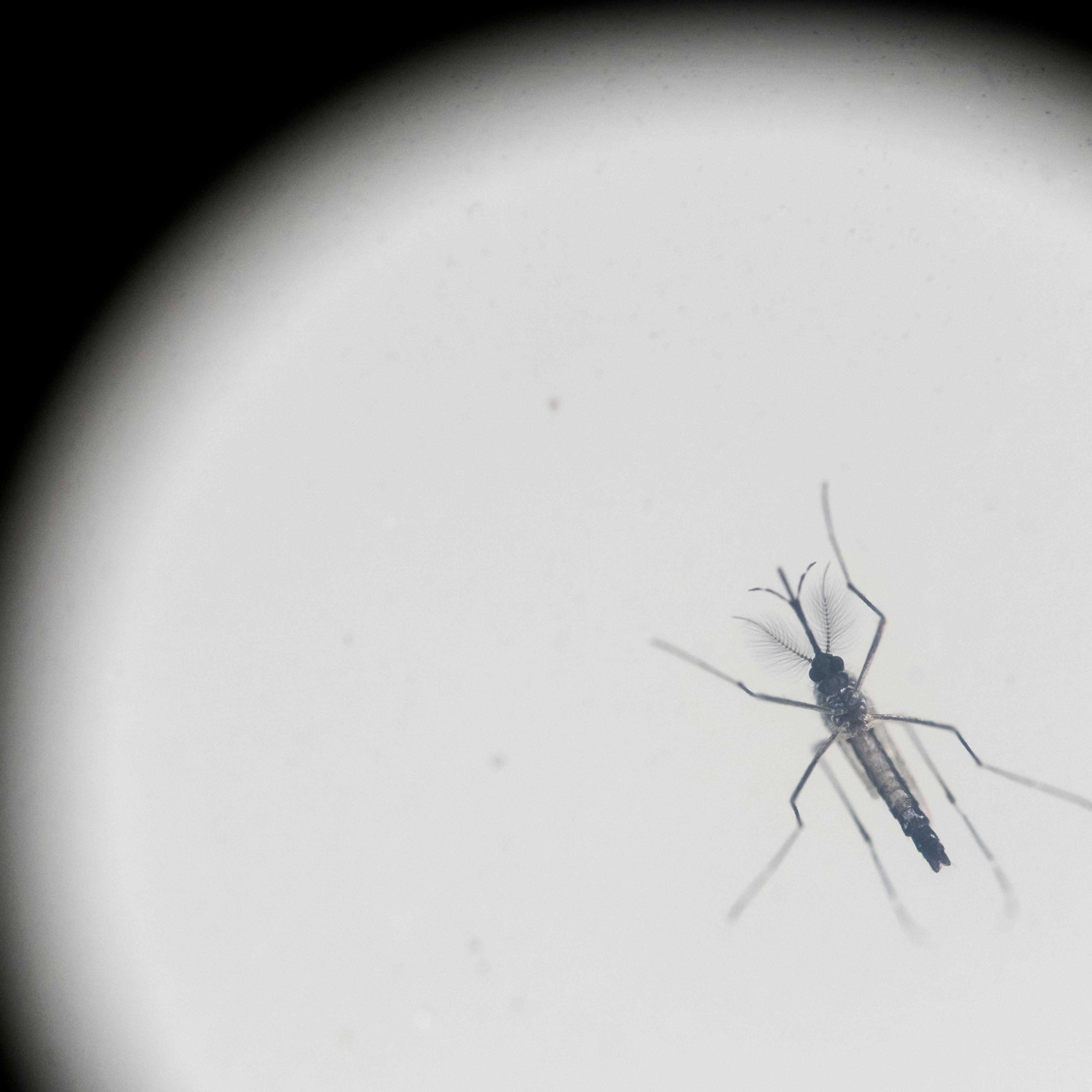 An Aedes aegypti mosquito is photographed inside a mosquito cage at the Fiocruz institute where they have been screening for mosquitos naturally infected with the Zika virus in Rio de Janeiro, Brazil, Monday, May 23, 2016. As opposed to artificially infe