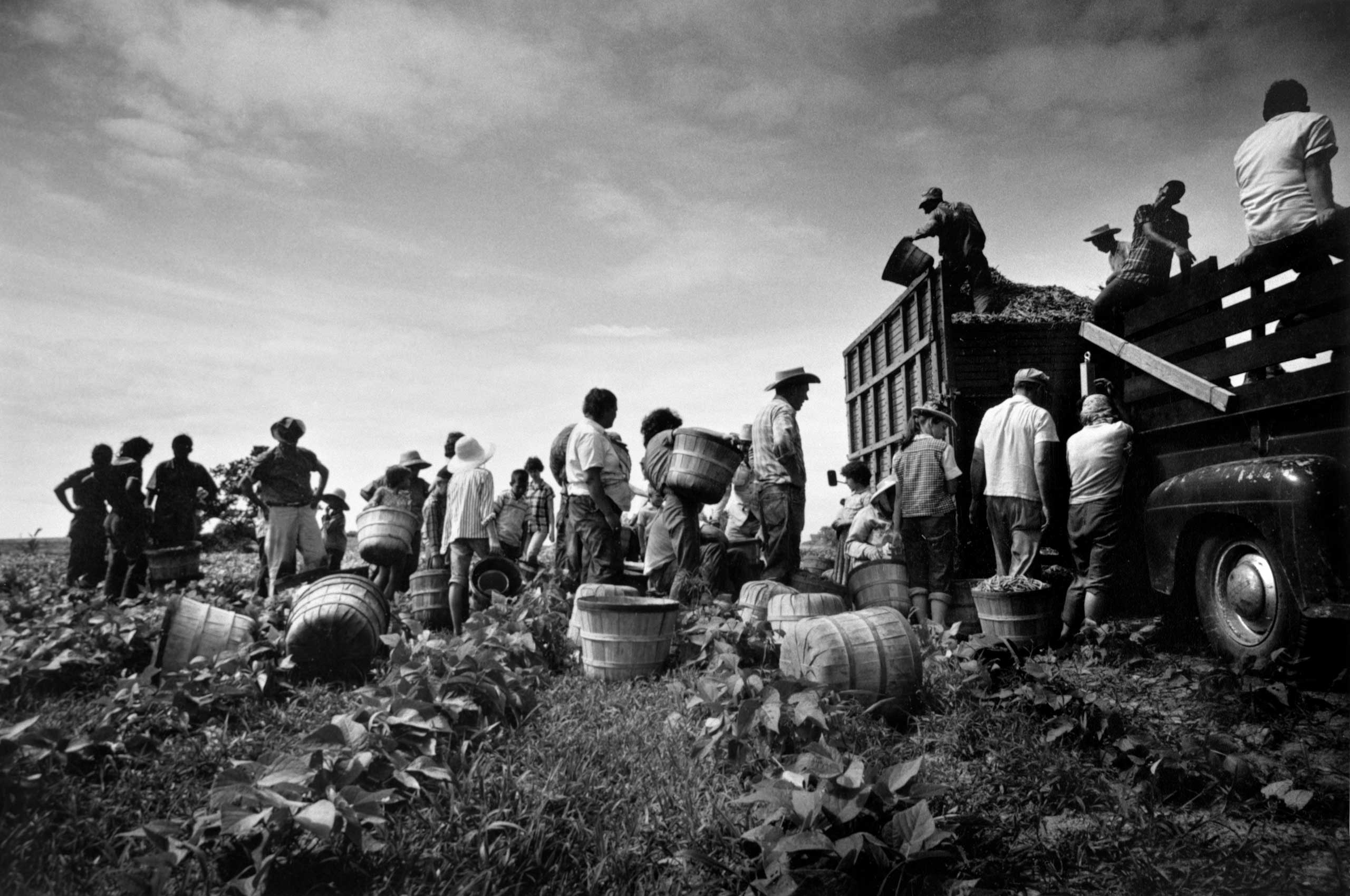 The Bean Pickers, Arkansas, 1961.