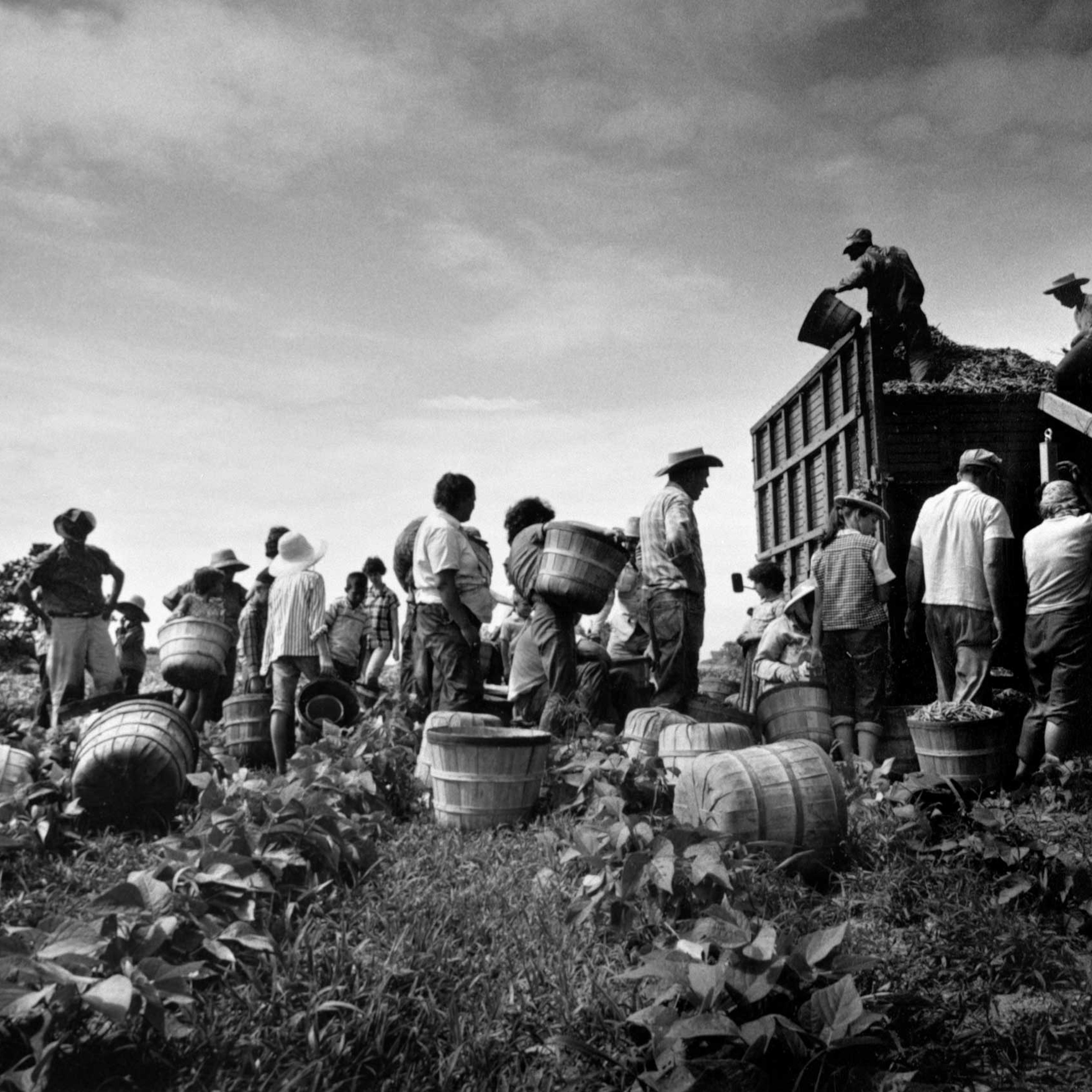 The Bean Pickers, Arkansas, 1961.