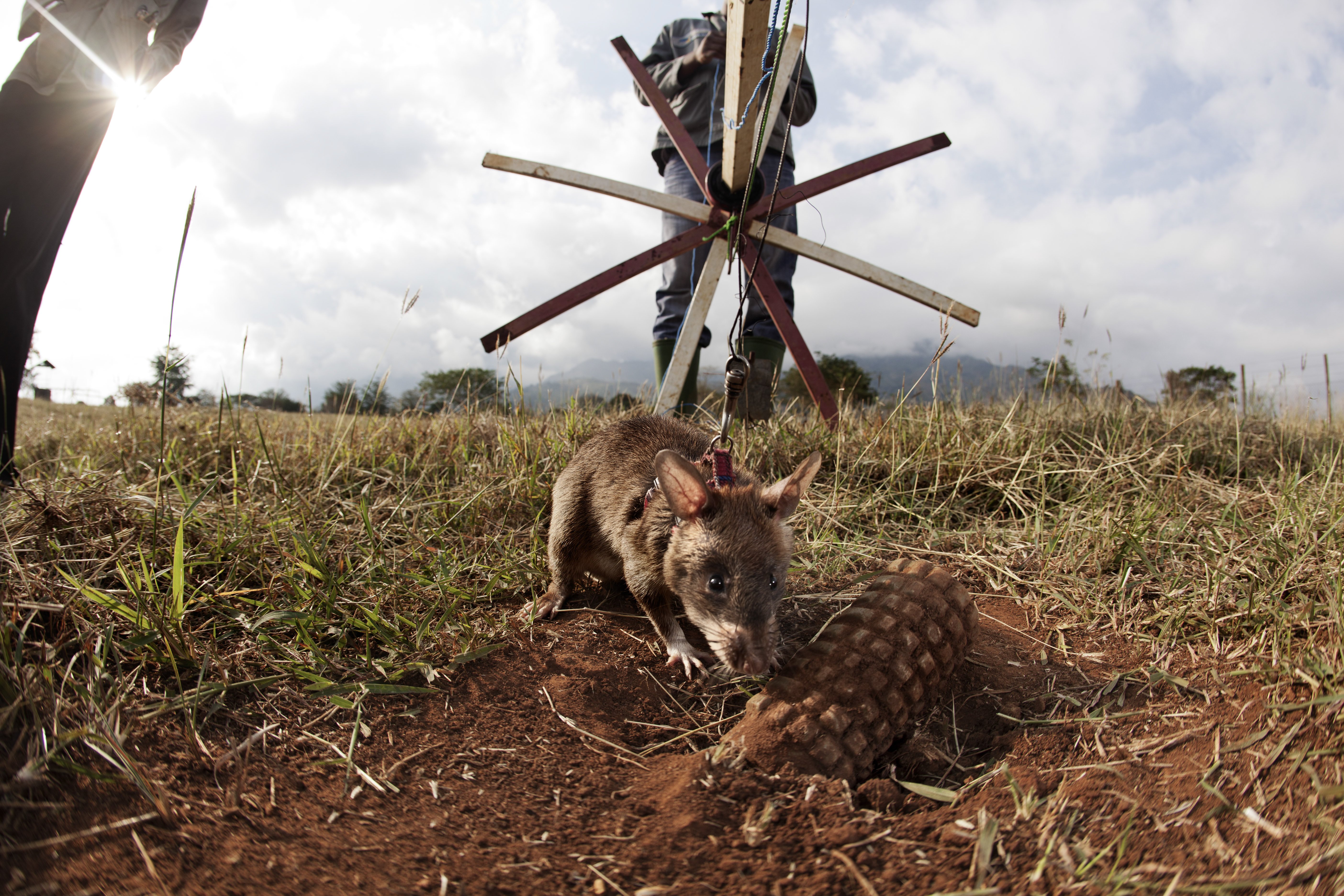 A HeroRAT locates a diffused grenade in training while his trainer keeps his distance on June 20, 2014 in Morogoro, Tanzania.
